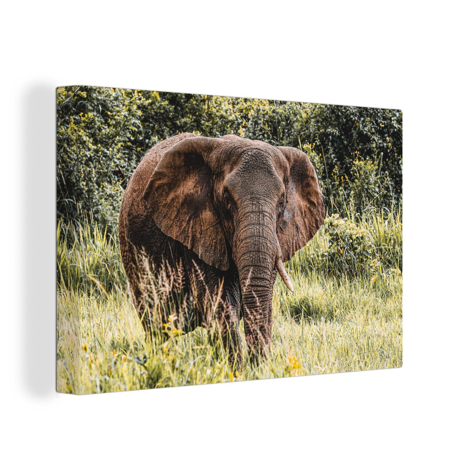 OneMillionCanvasses® Leinwandbild Elefant - Wandbild Wanddeko, (1 cm - Natur St), Leinwandbilder, Gras, 30x20 Aufhängefertig