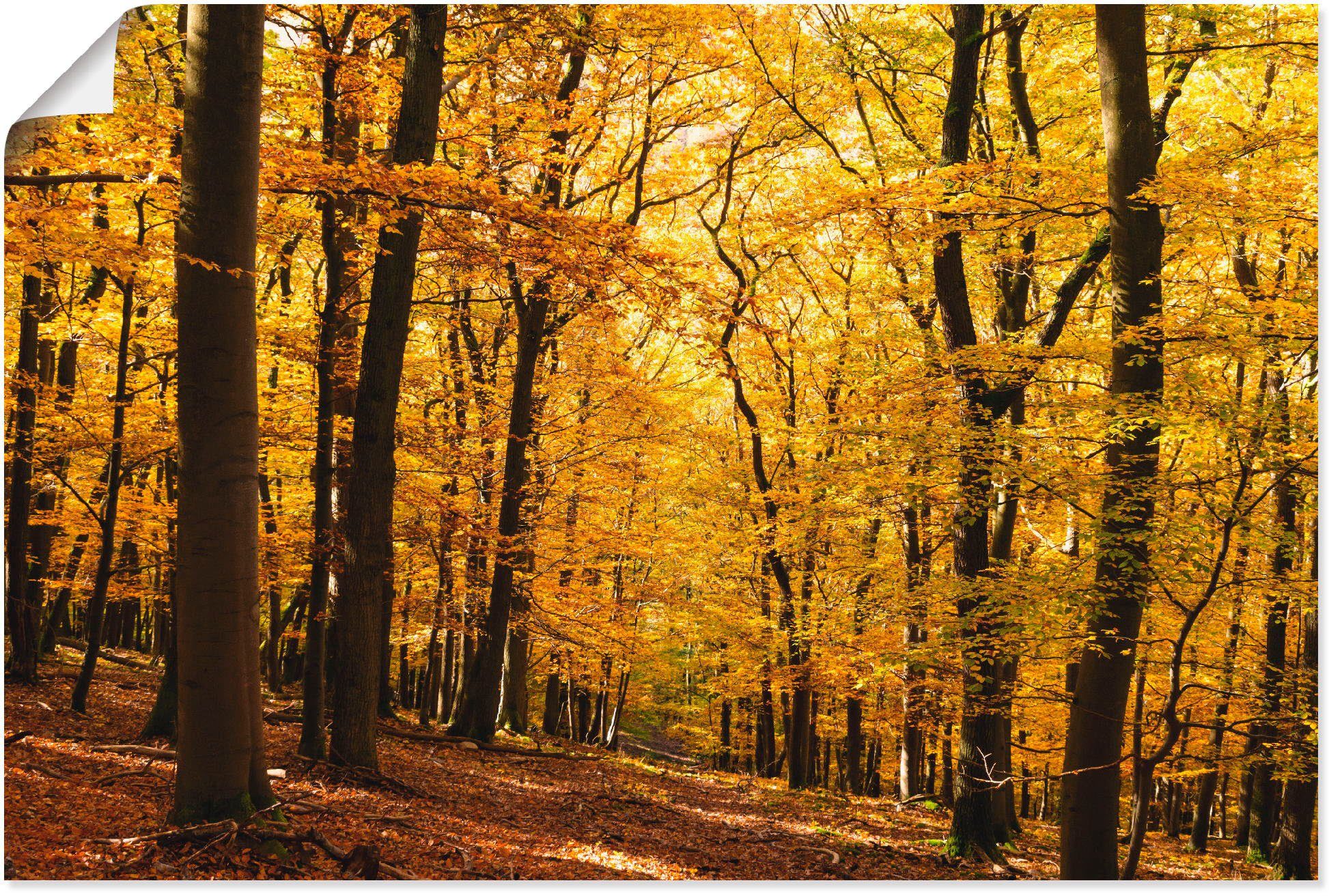 Artland Wandbild Spaziergang im Herbstwald, Wald (1 St), als Alubild, Outdoorbild, Leinwandbild, Poster in verschied. Größen