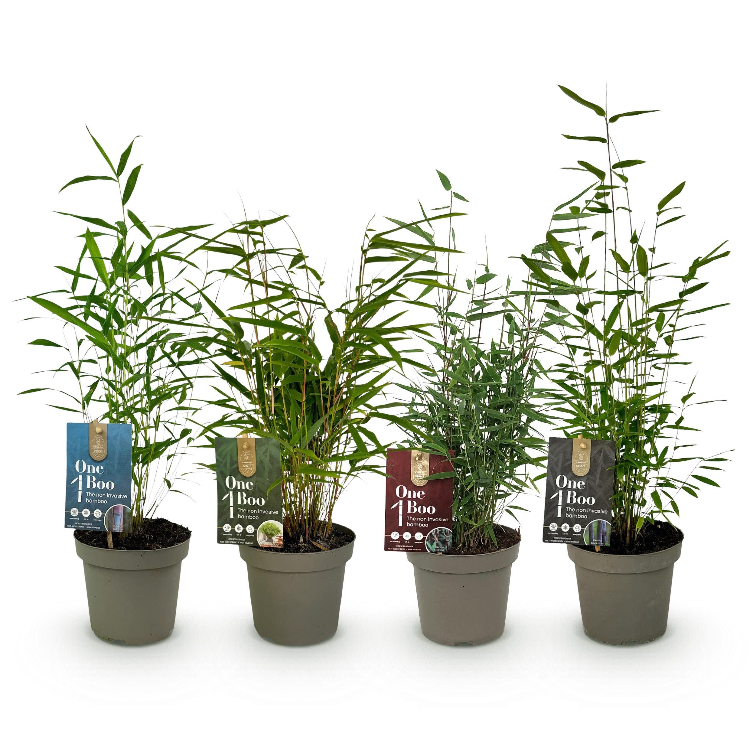 Exotenherz Bambus Exotenherz Bambus - Fargesia Mix Rainbow 4er Set - Pot 14cm Höhe 35cm