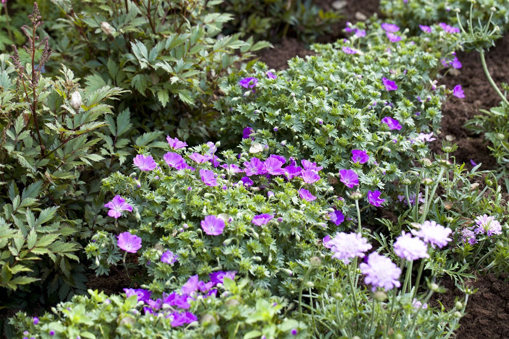 Pflanzen für Dich Staude Geranium sanguineum 'Max Frei', 1 St., Blut-Storchschnabel, Storchschnabel