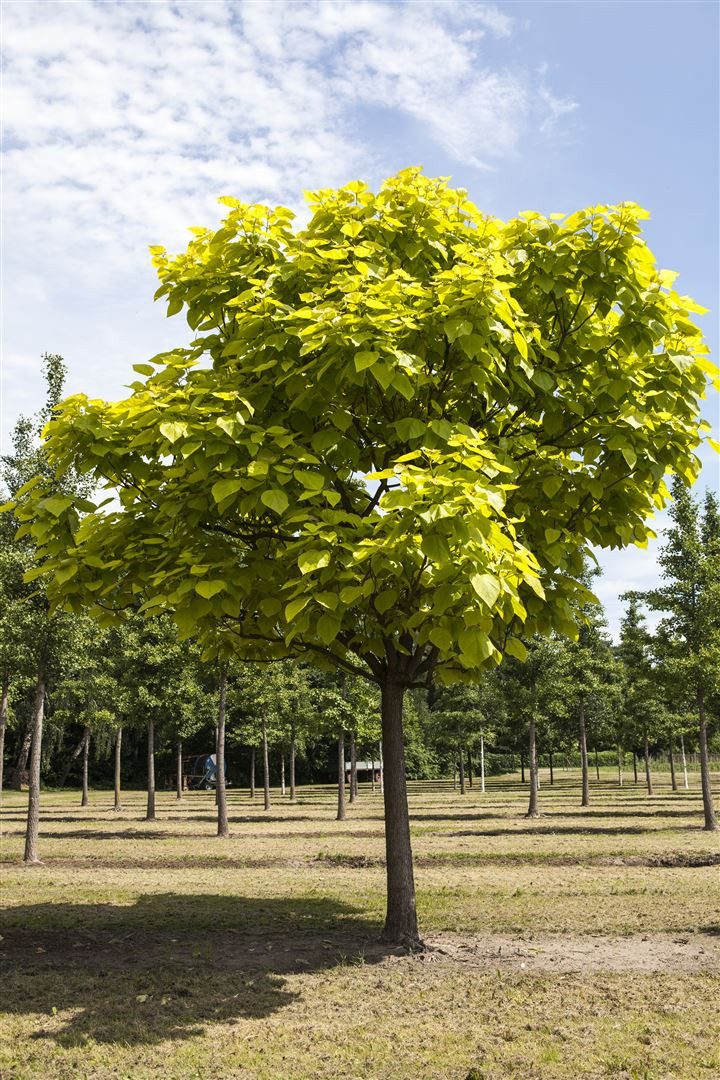 Pflanzen für Dich Gehölze Catalpa bignonioides, 1 St., Trompetenbaum, Gewöhnlicher Trompetenbaum, Bohnenbaum