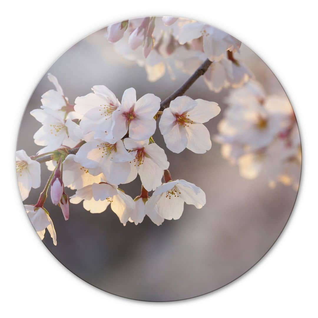 K&L Wall Art Glasbild Glas Wandbild Rund Glasbild Kirschblüten Rosa Frühlingszweig, Wandschutz Deko Bilder