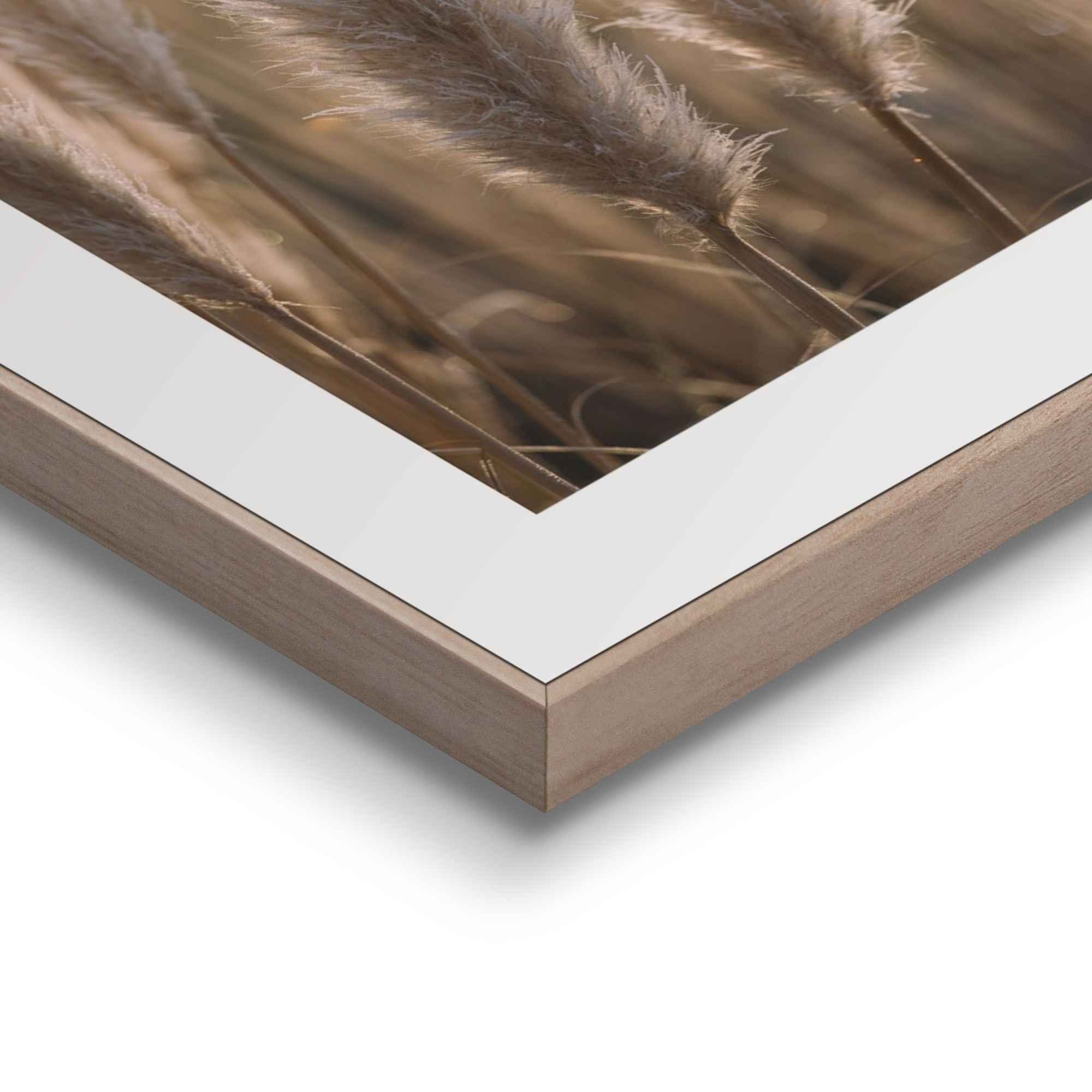 Reinders! Wandbild Natur Botanisch - Pampas - Löwenzahn - Nahaufnahme, (2 St)