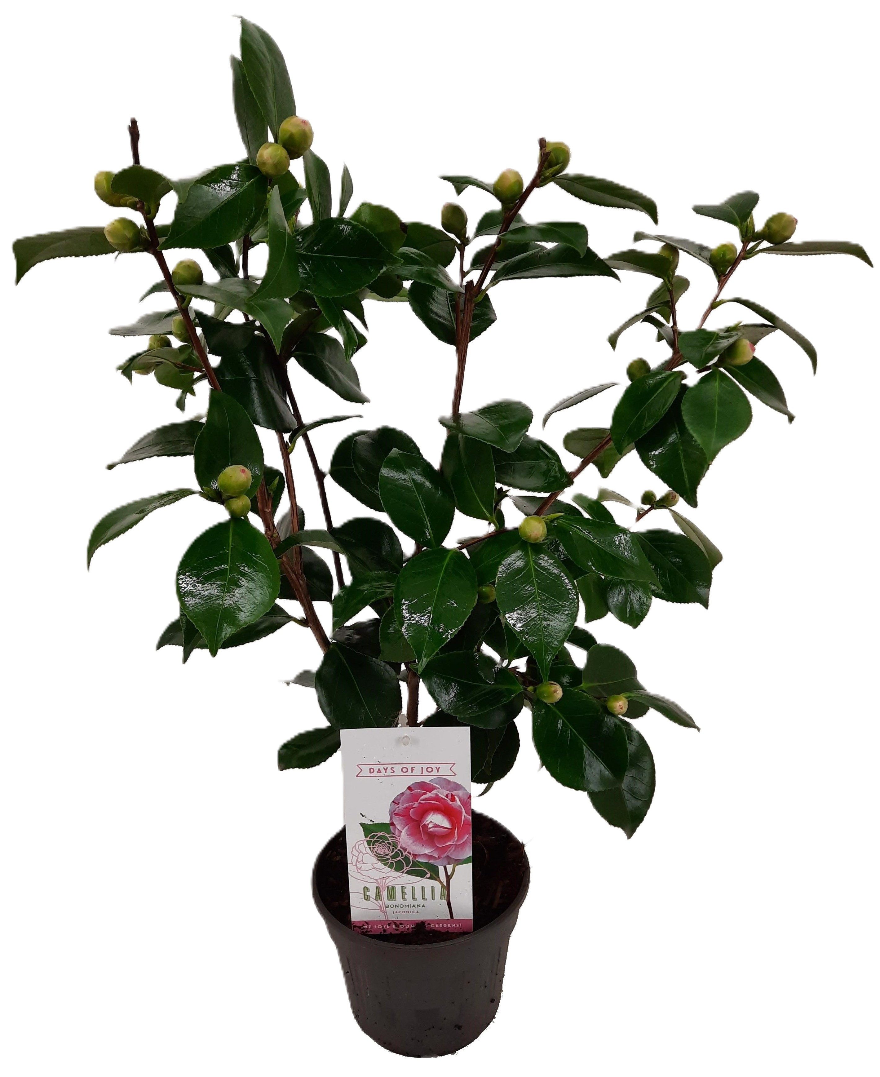 meinvipshop Topfpflanze Camellia japonica Bonomiana Kamelie rosa 55cm