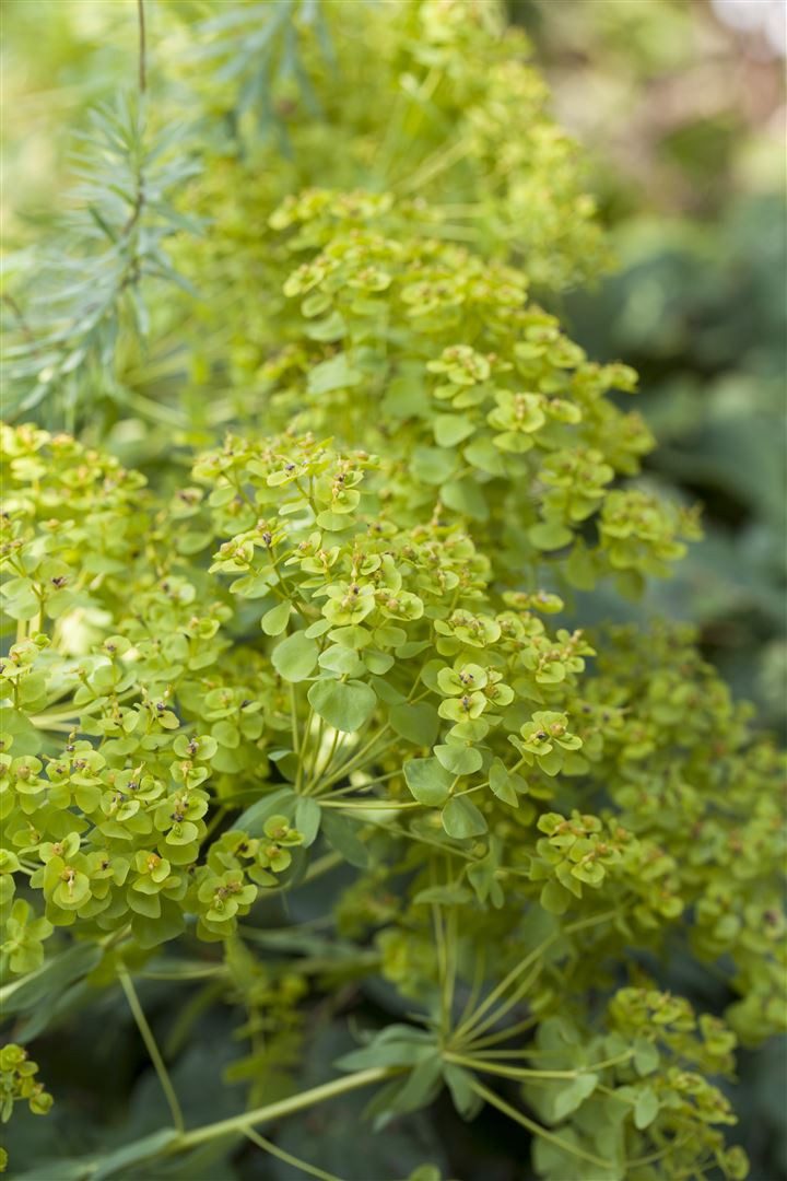 Pflanzen für Dich Staude Euphorbia seguieriana niciciana, 1 St., Steppen-Wolfsmilch