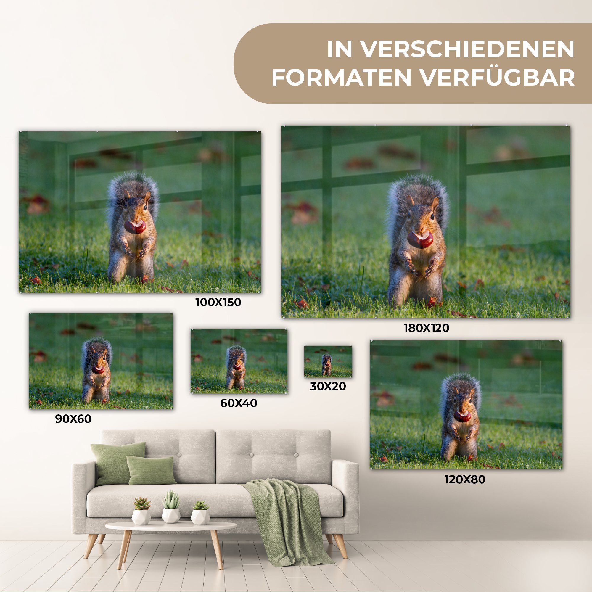 Herbst, Wohnzimmer Eichhörnchen (1 - Acrylglasbild - - Acrylglasbilder Gras Licht St), MuchoWow & Schlafzimmer