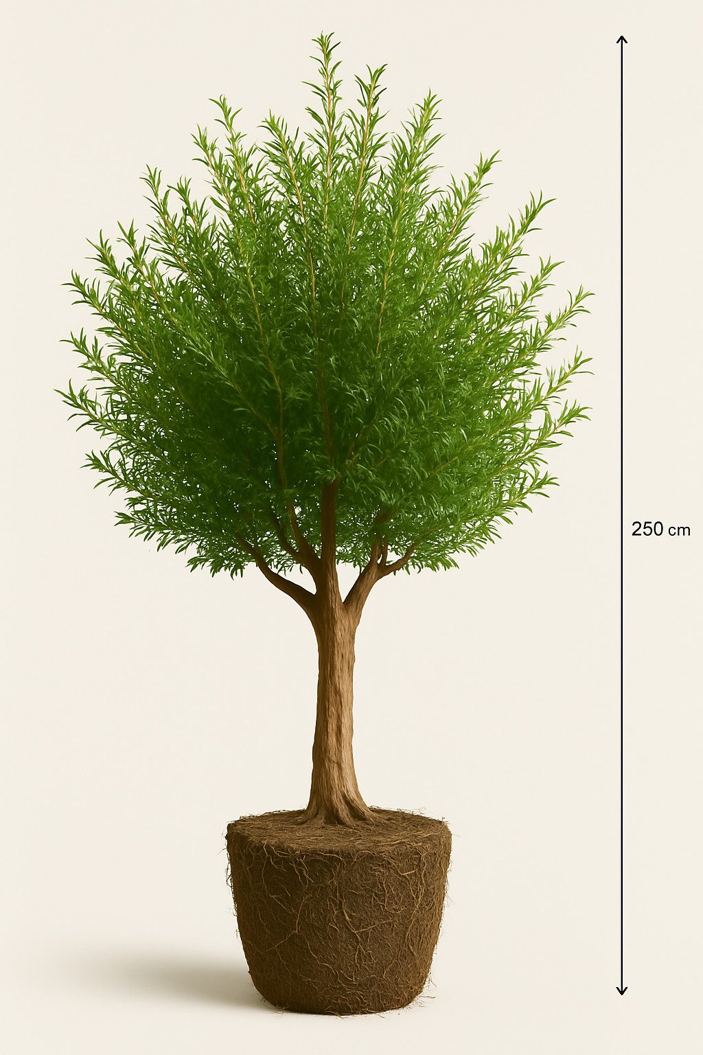 Palms-Store Baum Granatapfelbaum Punica Granatum, Winterhart bis -12 Höhe ca. 250 cm aus Spanien
