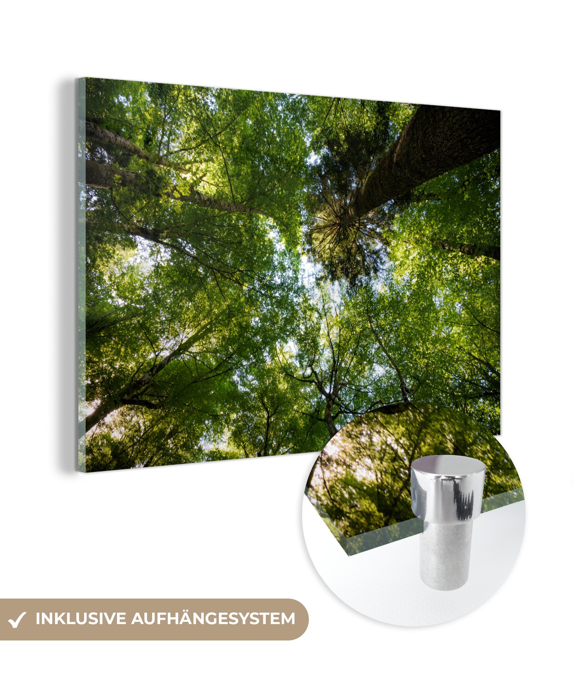 MuchoWow Acrylglasbild Grüne Bäume in der Natur des Sutjeska-Nationalparks in, (1 St), Acrylglasbilder Wohnzimmer & Schlafzimmer