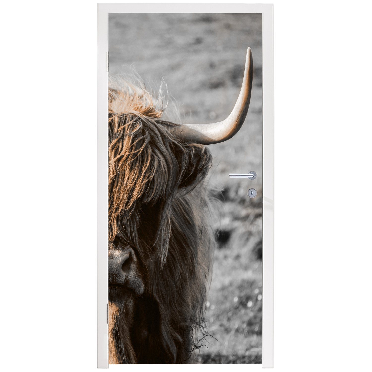 MuchoWow Türtapete St), Kühe Tür, für Highlander - - 75x205 Fototapete cm bedruckt, Schottische (1 Natur, Türaufkleber, Matt
