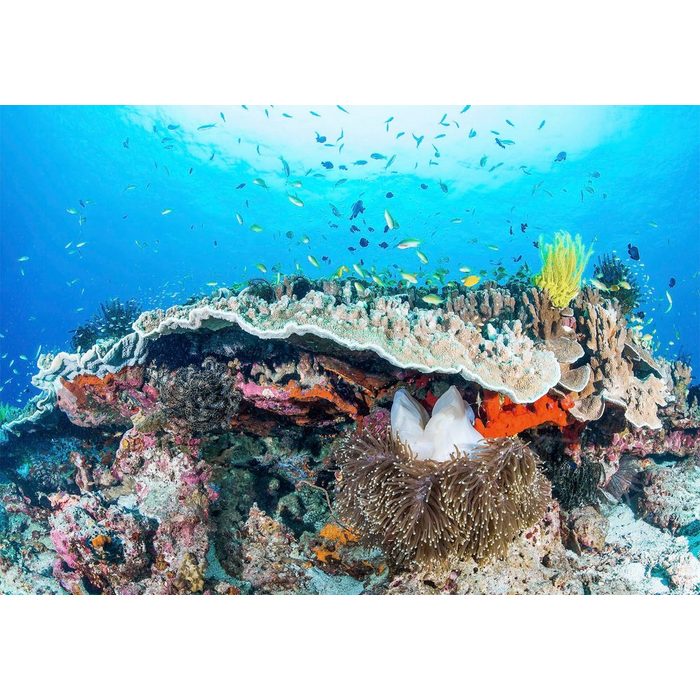 Komar Fototapete Coral Reef glatt Comic Retro bedruckt mehrfarbig BxH: 400x280 cm