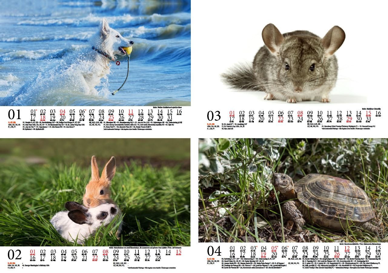 Thumbnail - Seelenzauber Wandkalender Tierzauber Haustiere DIN A5 Kalender für 2026 - Seelenzauber