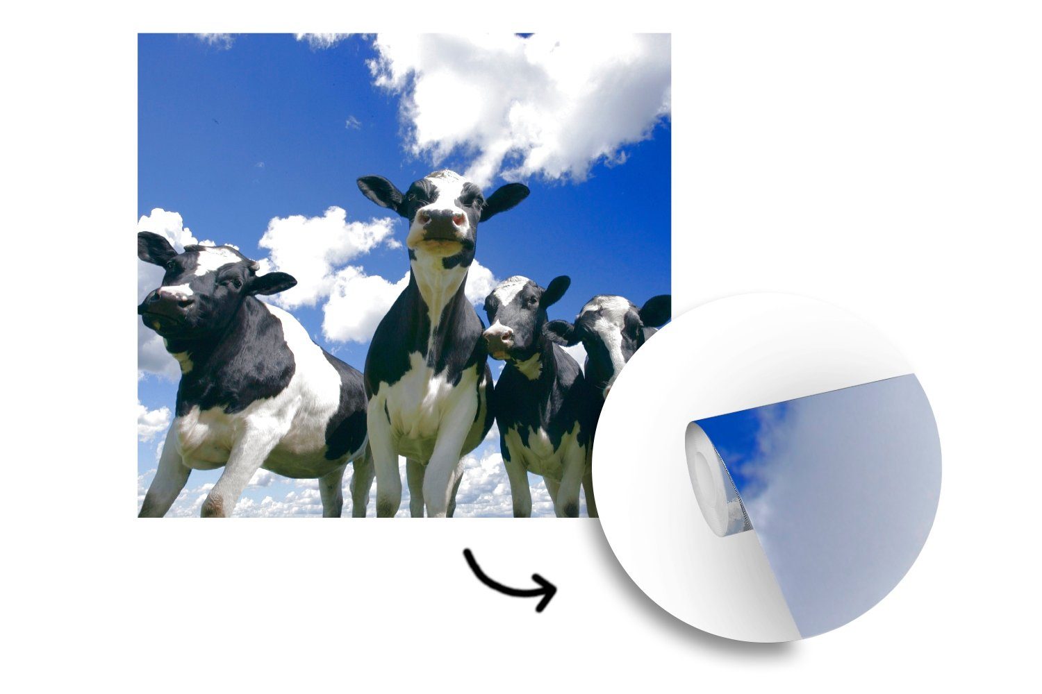 für Wandtapete Kuh MuchoWow Luft Vinyl Fototapete - Tapete - Wohnzimmer oder Matt, St), (5 Tiere, bedruckt, Schlafzimmer,