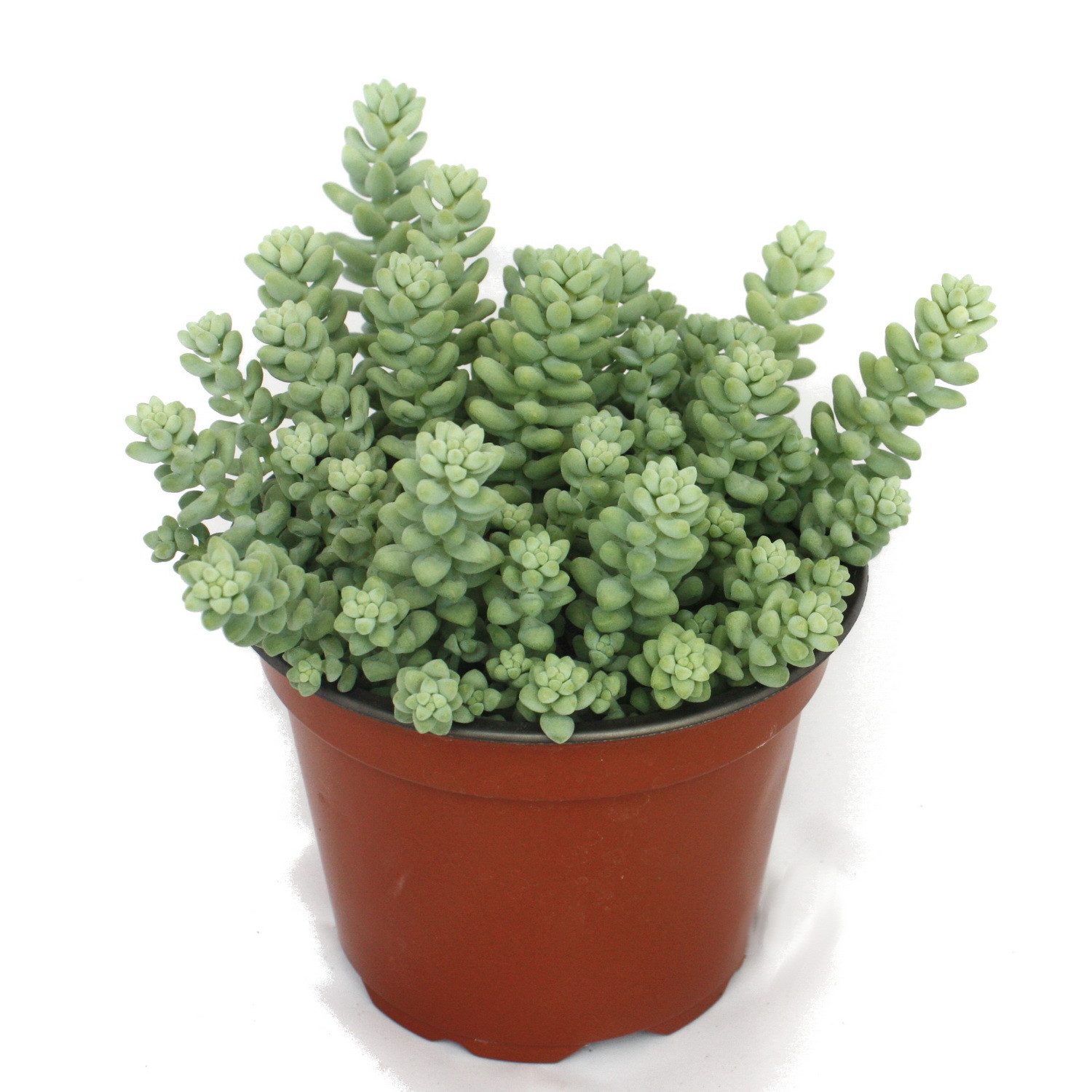 Exotenherz Kaktus Sedum morganianum burritum - Affenschaukel - 12cm Topf günstig online kaufen