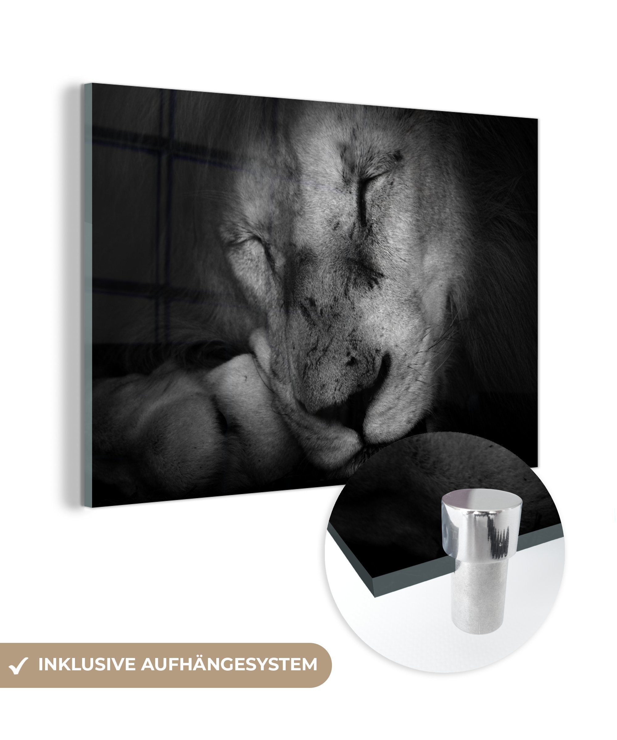 MuchoWow Acrylglasbild Tierprofil schlafender Löwe in schwarz und weiß, (1 St), Acrylglasbilder Wohnzimmer & Schlafzimmer