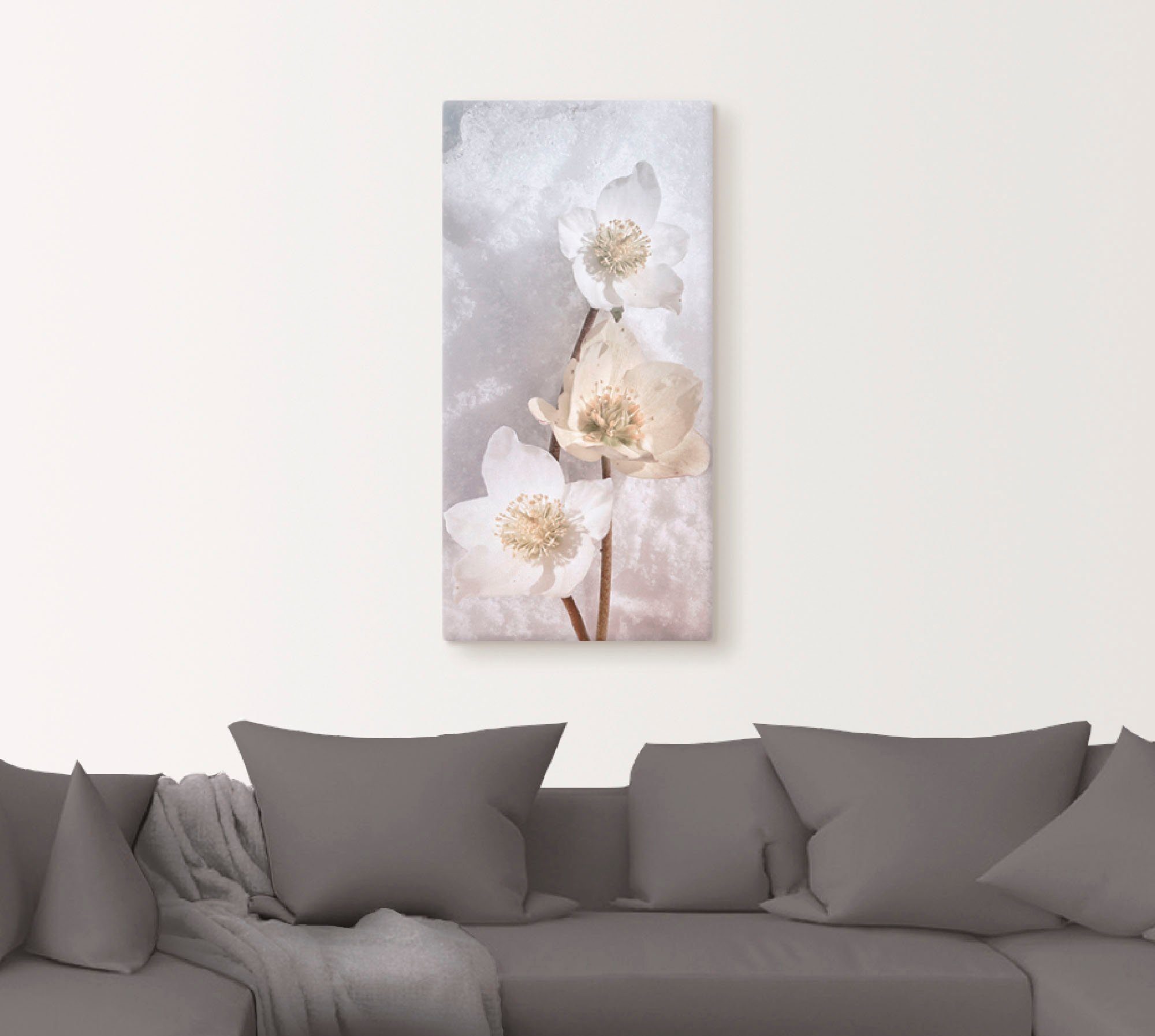 Artland Leinwandbild Christrose im Schnee, Blumen (1 St), auf Holzrahmen gespannt