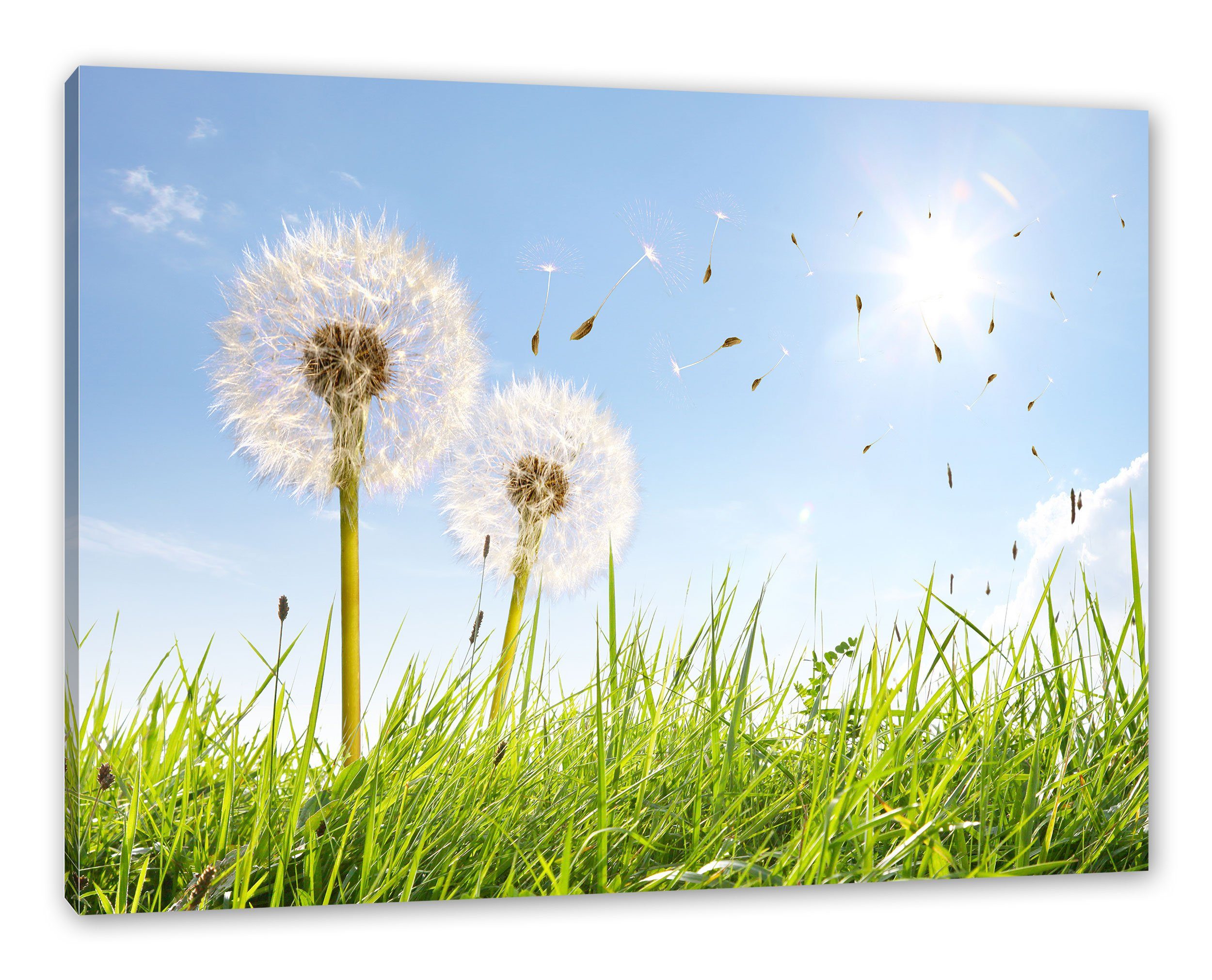 Pixxprint Leinwandbild Pusteblumen auf Frühlingswiese, Pusteblumen auf Frühlingswiese (1 St), Leinwandbild fertig bespannt, inkl. Zackenaufhänger | Leinwandbilder