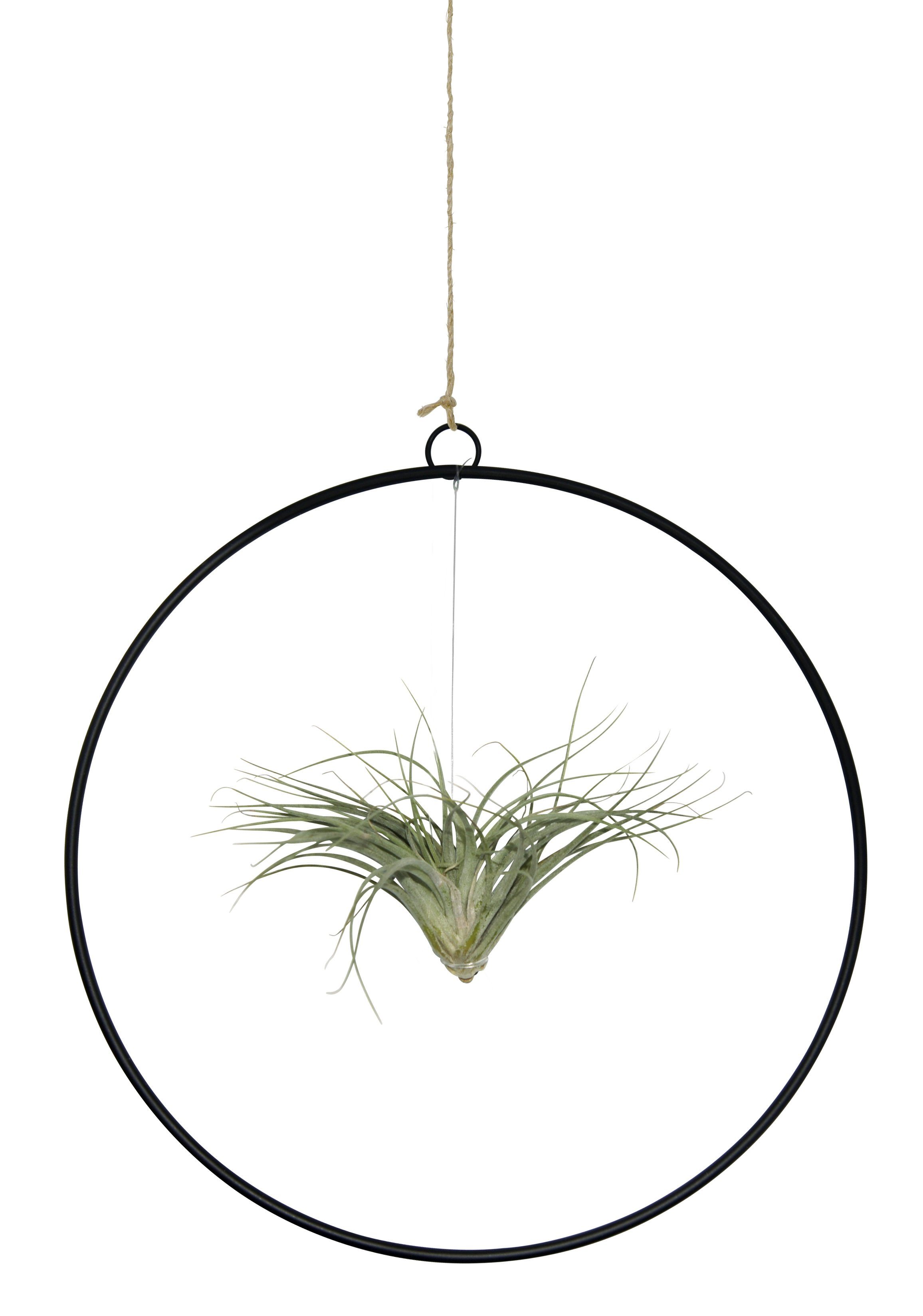 Hängedekoration Kombination aus Tillandsia im Loop schwarz