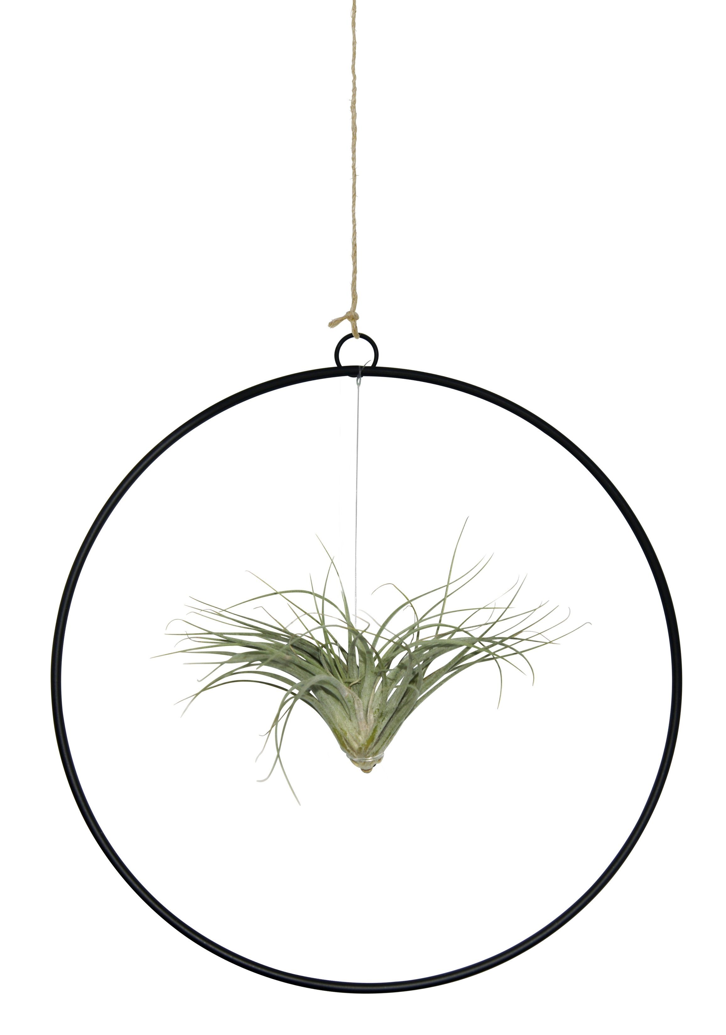 meinvipshop Hängedekoration Kombination aus Tillandsia im Loop schwarz (Set, 1 x Loop, 1 x Tillandsie), outdoorgeeignet, 25 cm Durchmesser, Lebende Pflanze