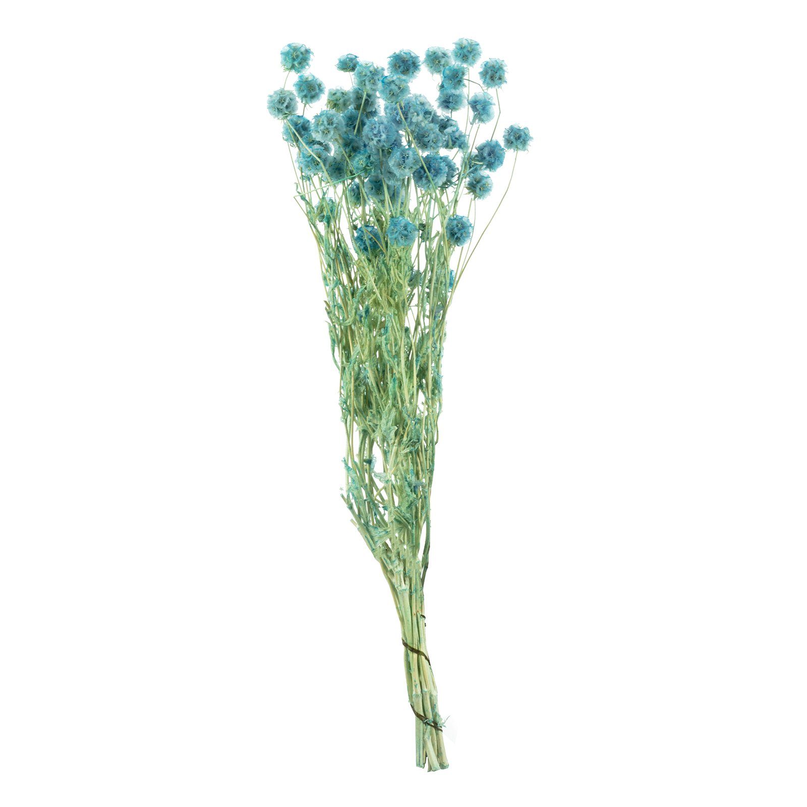 Trockenblume Skabiose Kugel - ca. cm ca. Länge 70 blau, 25 Vosteen m.Stiel - Blüten 