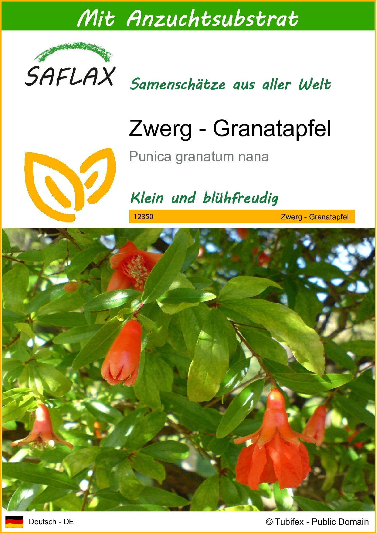 SAFLAX Blumensamen SAFLAX - Samen und Substrat - Zwerg - Granatapfel
