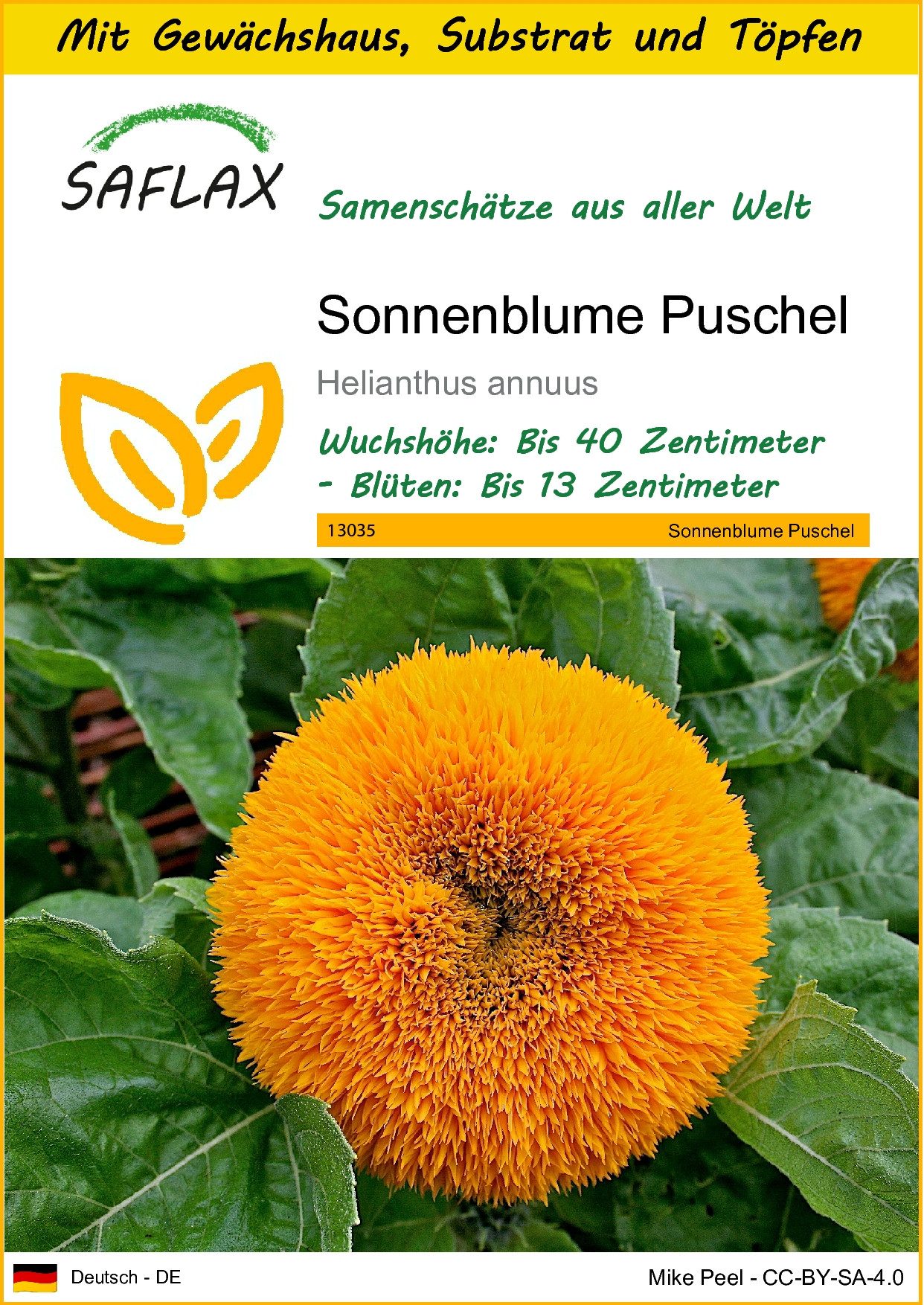 Blumensamen SAFLAX - Anzuchtset - Sonnenblume Puschel