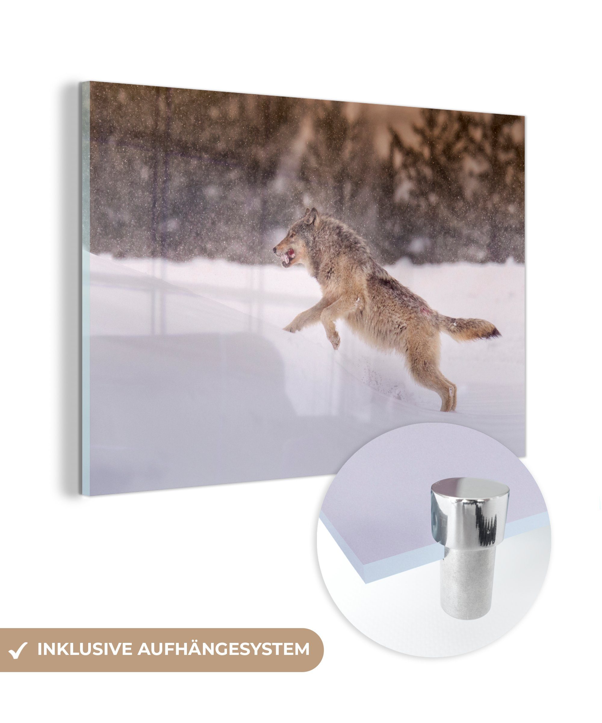 MuchoWow Acrylglasbild Wolf läuft im Schnee, (1 St), Acrylglasbilder Wohnzimmer & Schlafzimmer | Bilder