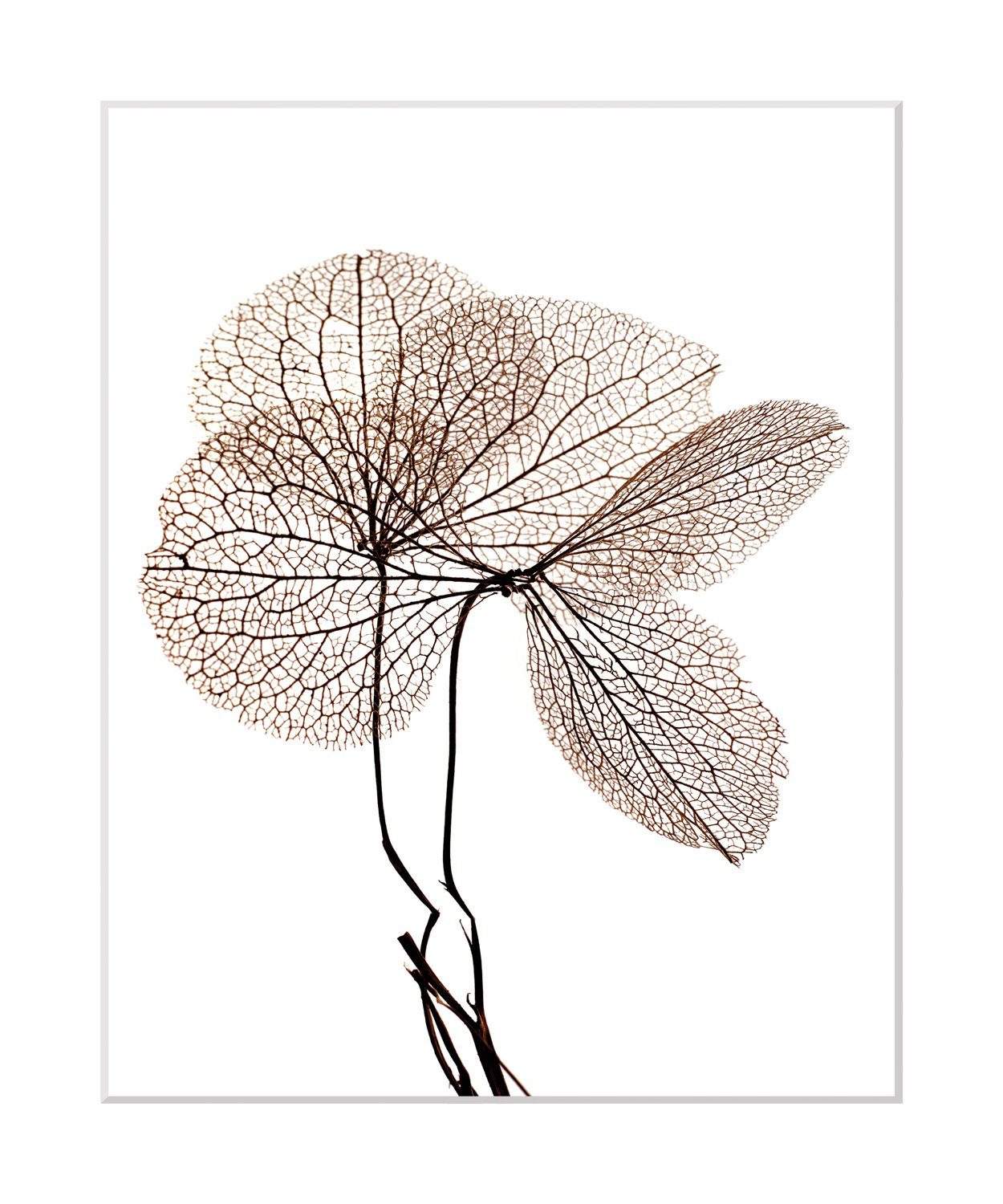 queence Bild Annabell, Blumen, Pflanzen, Pflanzenbilder, Blumen, gerahmt
