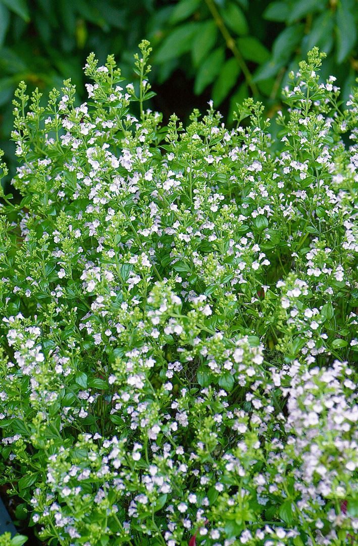 Pflanzen für Dich Staude Calamintha nepeta Weißer Riese, 1 St., Bergminze, Steinquendel