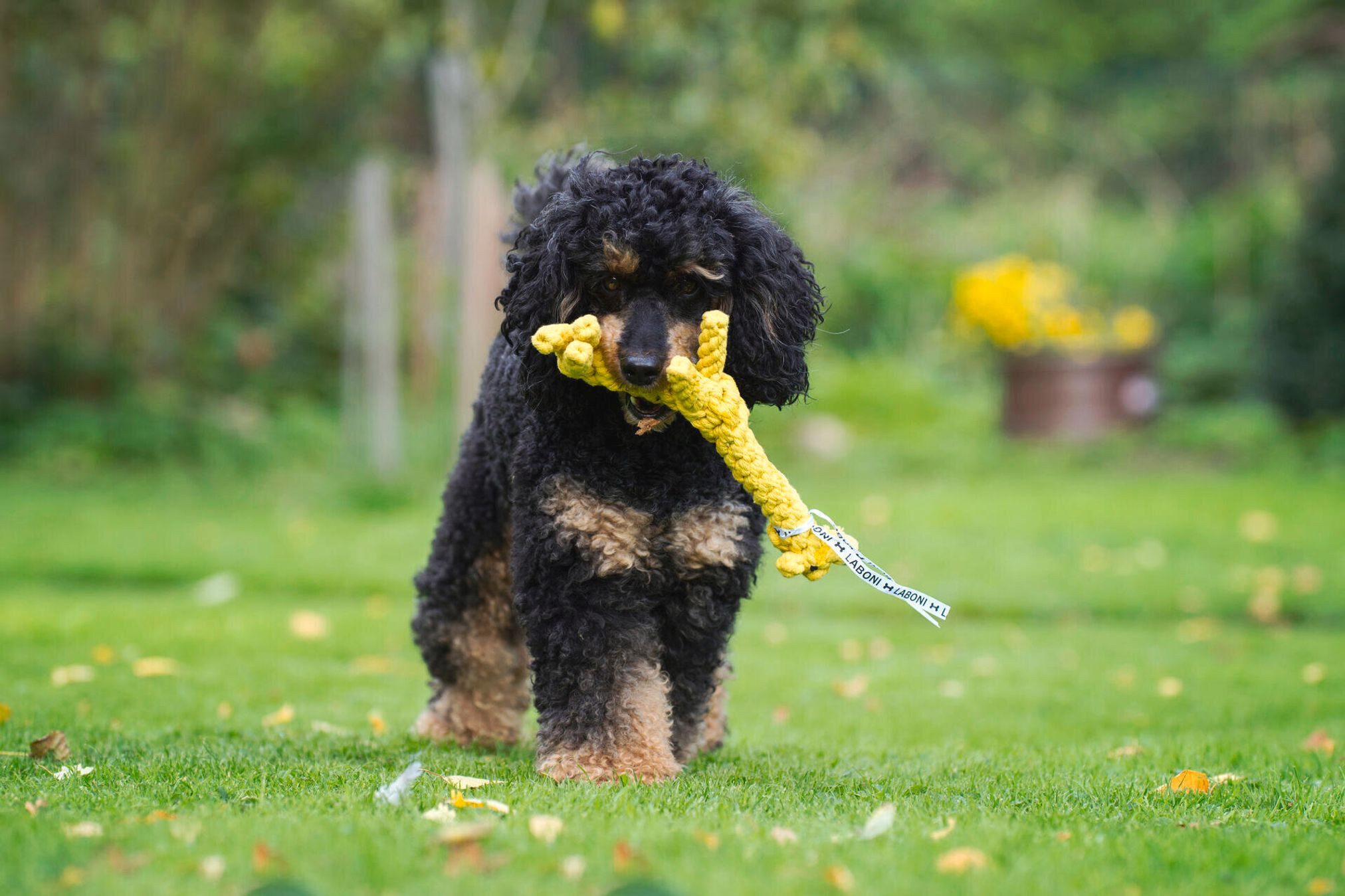 Laboni Outdoor-Spielzeug Laboni Hundespielzeug Greta Giraffe günstig online kaufen