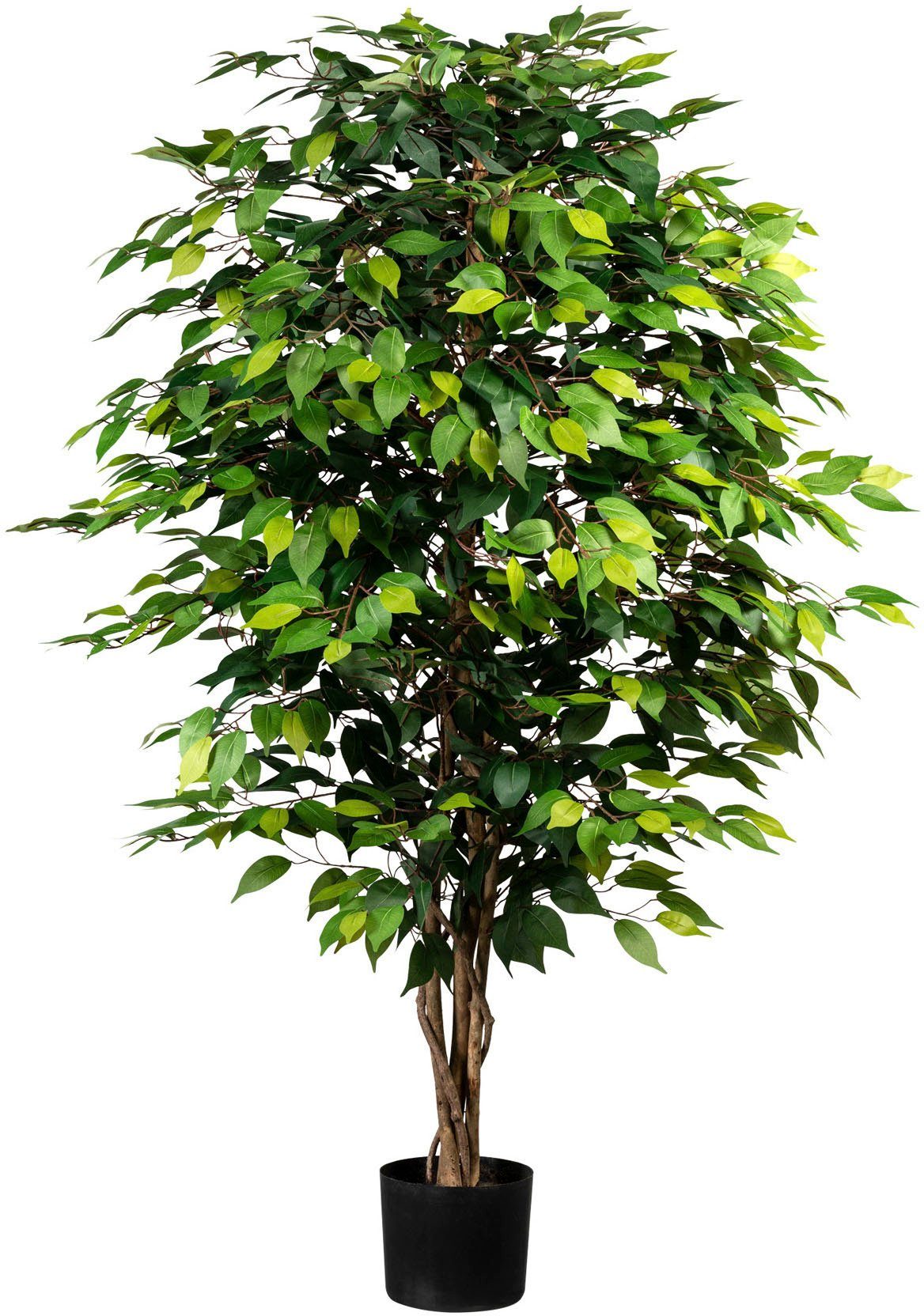 Kunstpflanze Ficus Benjamini, Creativ Höhe green, cm 150