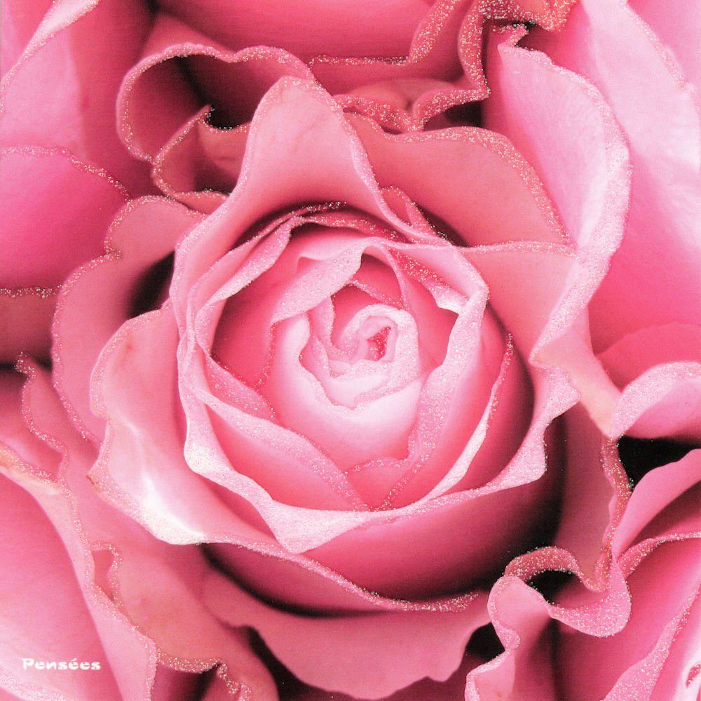 Postkarte Quadratische "Rosenblüte", Erwachsene