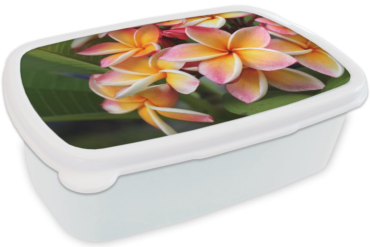 Erwachsene, Lunchbox (2-tlg), Mädchen Orange, Kinder Jungs weiß - Kunststoff, MuchoWow - Brotbox und Brotdose, und für Blumen für Plumeria