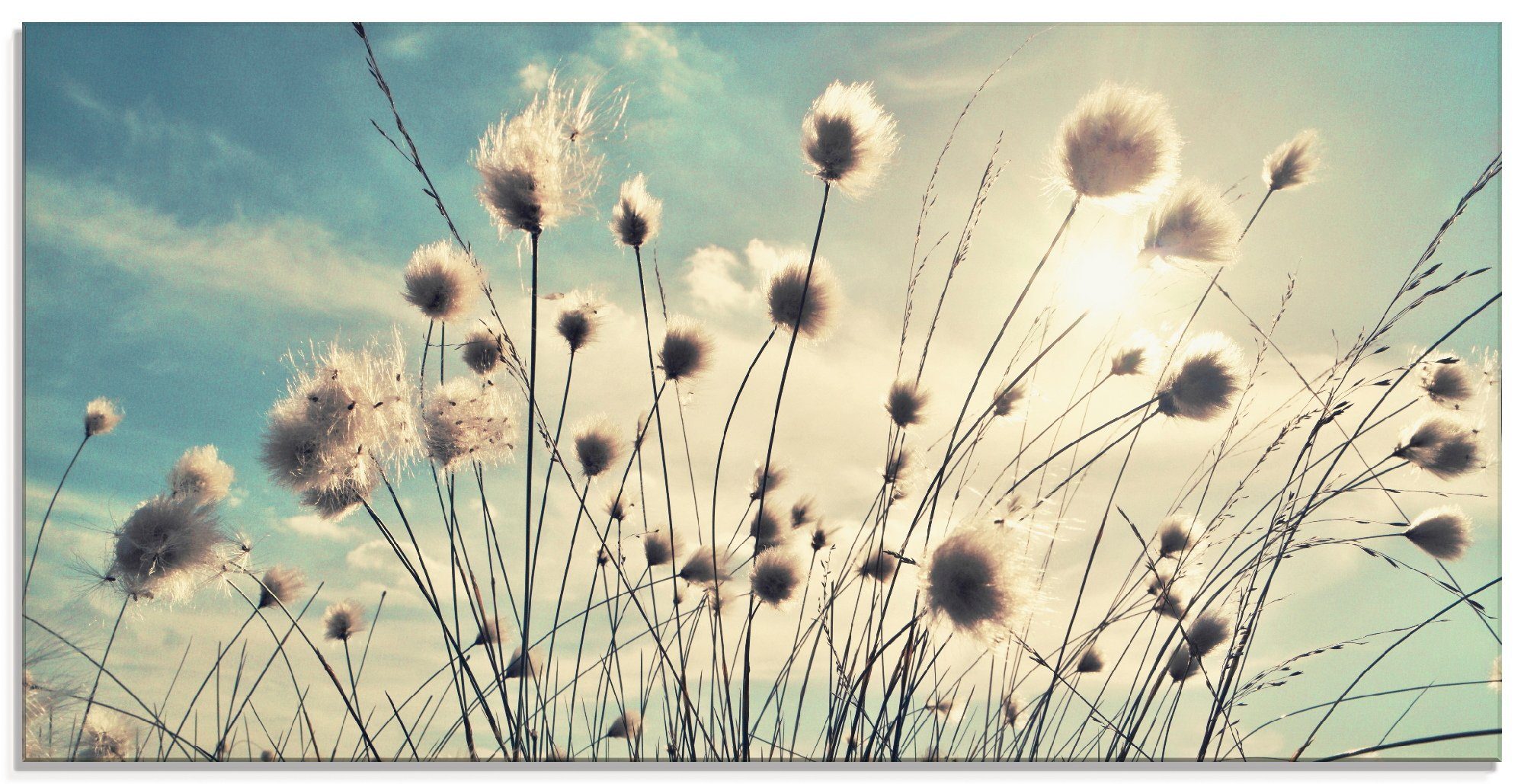 Artland Glasbild Wollgras, Gräser (1 St), in verschiedenen Größen