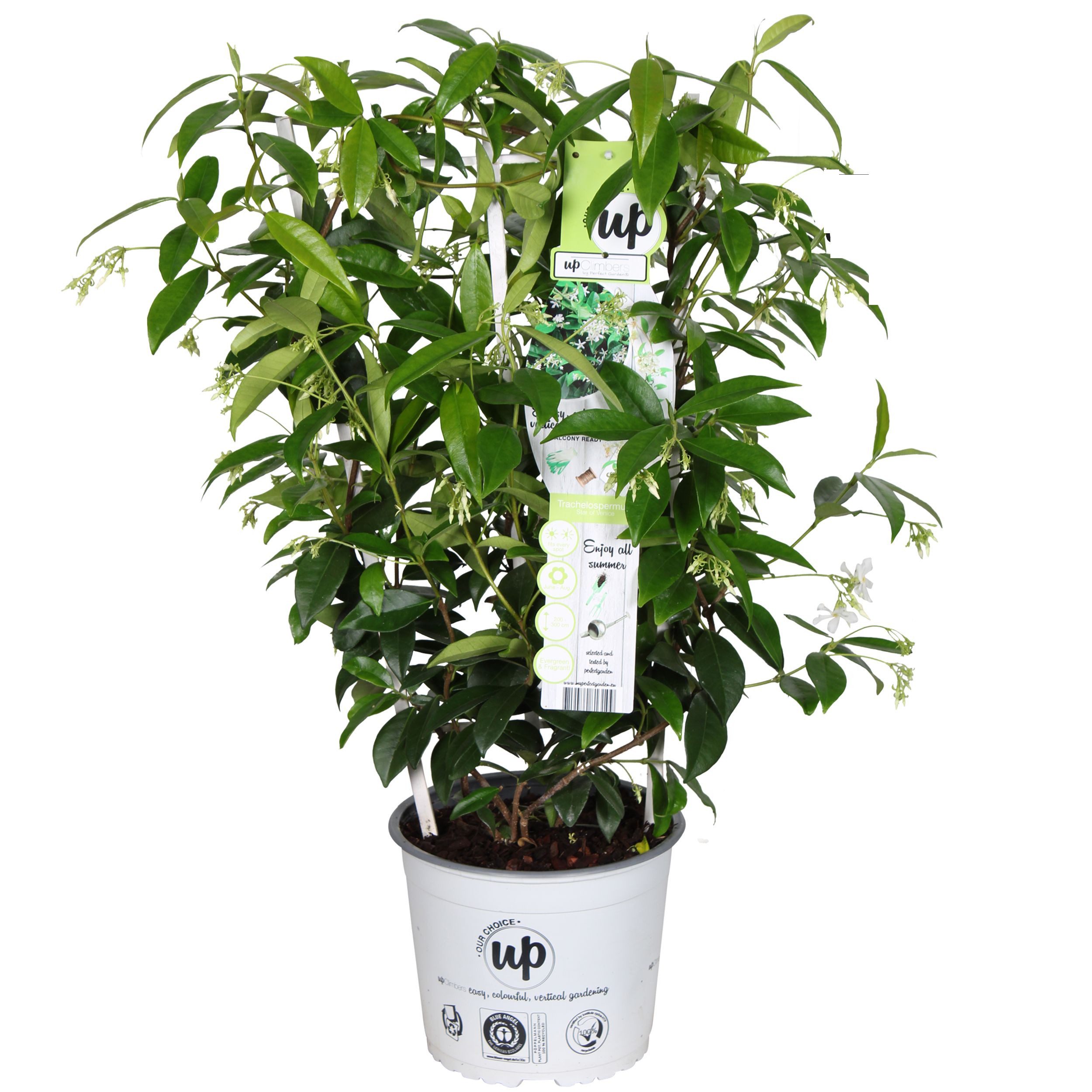 meinvipshop Kübelpflanzen Sternjasmin Jasmin 60 cm weiss
