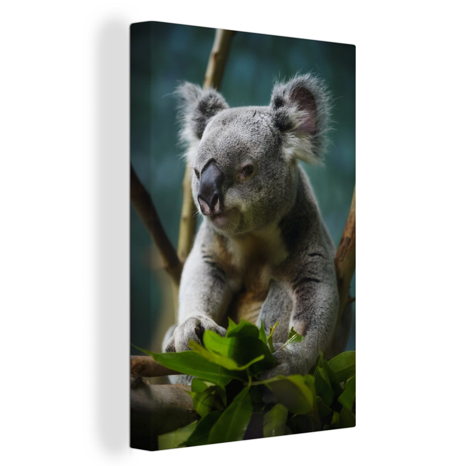 OneMillionCanvasses® Leinwandbild Koala - Eukalyptus - Blätter, (1 St), Leinwandbild fertig bespannt inkl. Zackenaufhänger, Gemälde, 20x30 cm