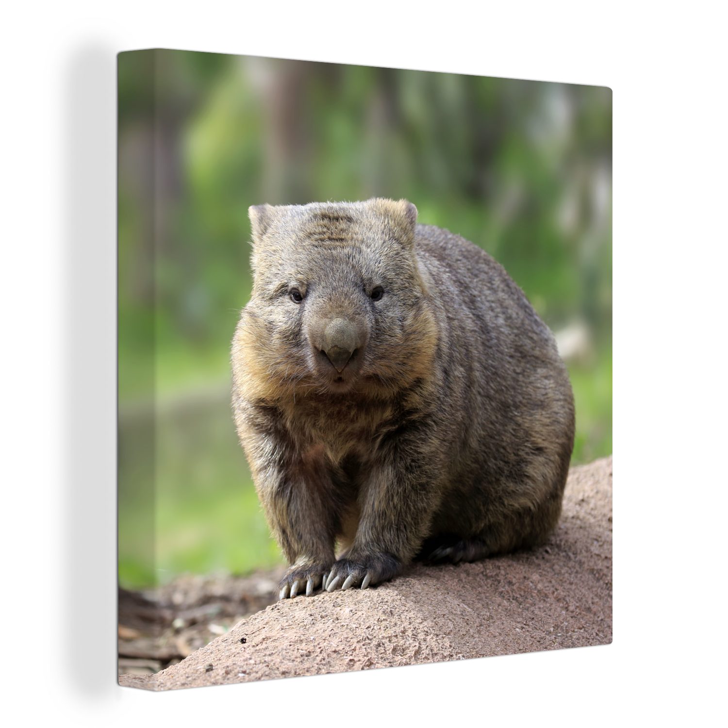 OneMillionCanvasses® Leinwandbild Ein Wombat sitzt auf einem Baumstamm, (1 St), Leinwand Bilder für Wohnzimmer Schlafzimmer