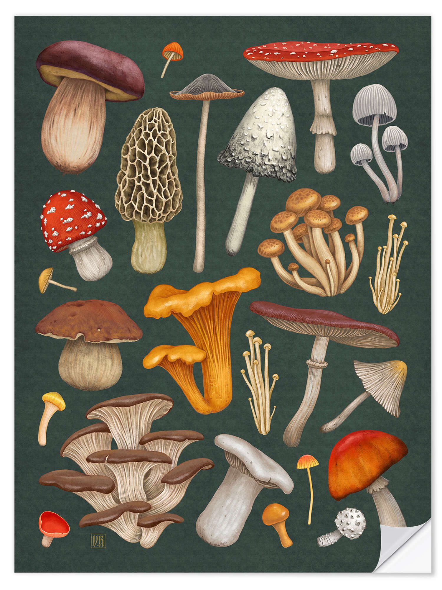 Posterlounge Wandfolie Vasilisa Romanenko, Pilze, Wohnzimmer Natürlichkeit Illustration