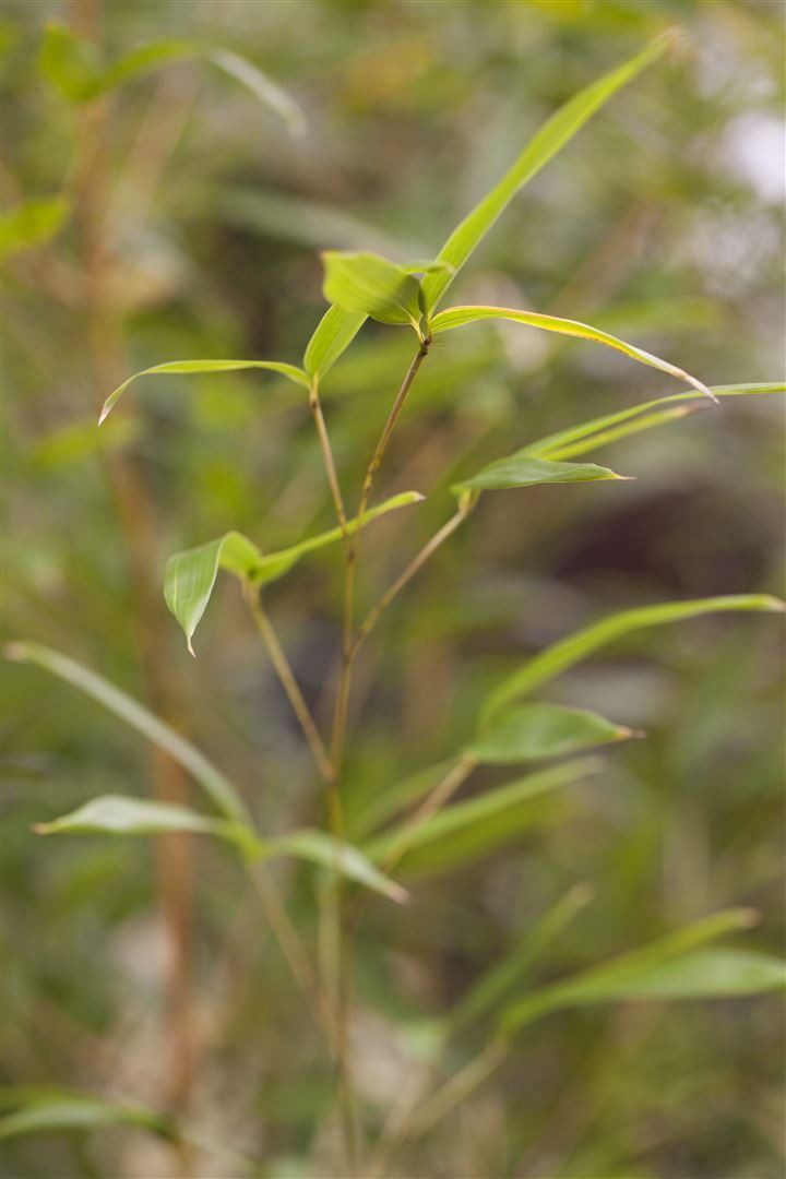 Pflanzen für Dich Травы Phyllostachys aureos. spectabilis, 1 St., Gelber Fargesia-Bambus, Goldrohrbambus, gelbgrün, winterhart
