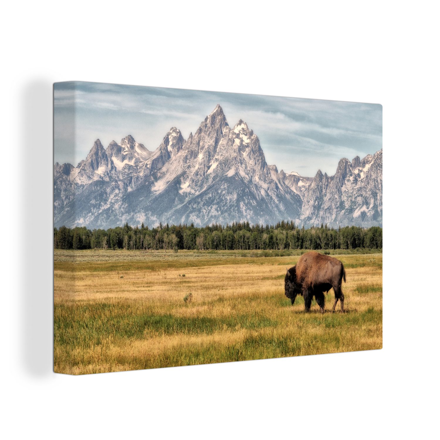 OneMillionCanvasses® Leinwandbild Ein wilder Bison beim Grasen in den Ebenen des Grand Teton National, (1 St), Wandbild Leinwandbilder, Aufhängefertig, Wanddeko, 30x20 cm