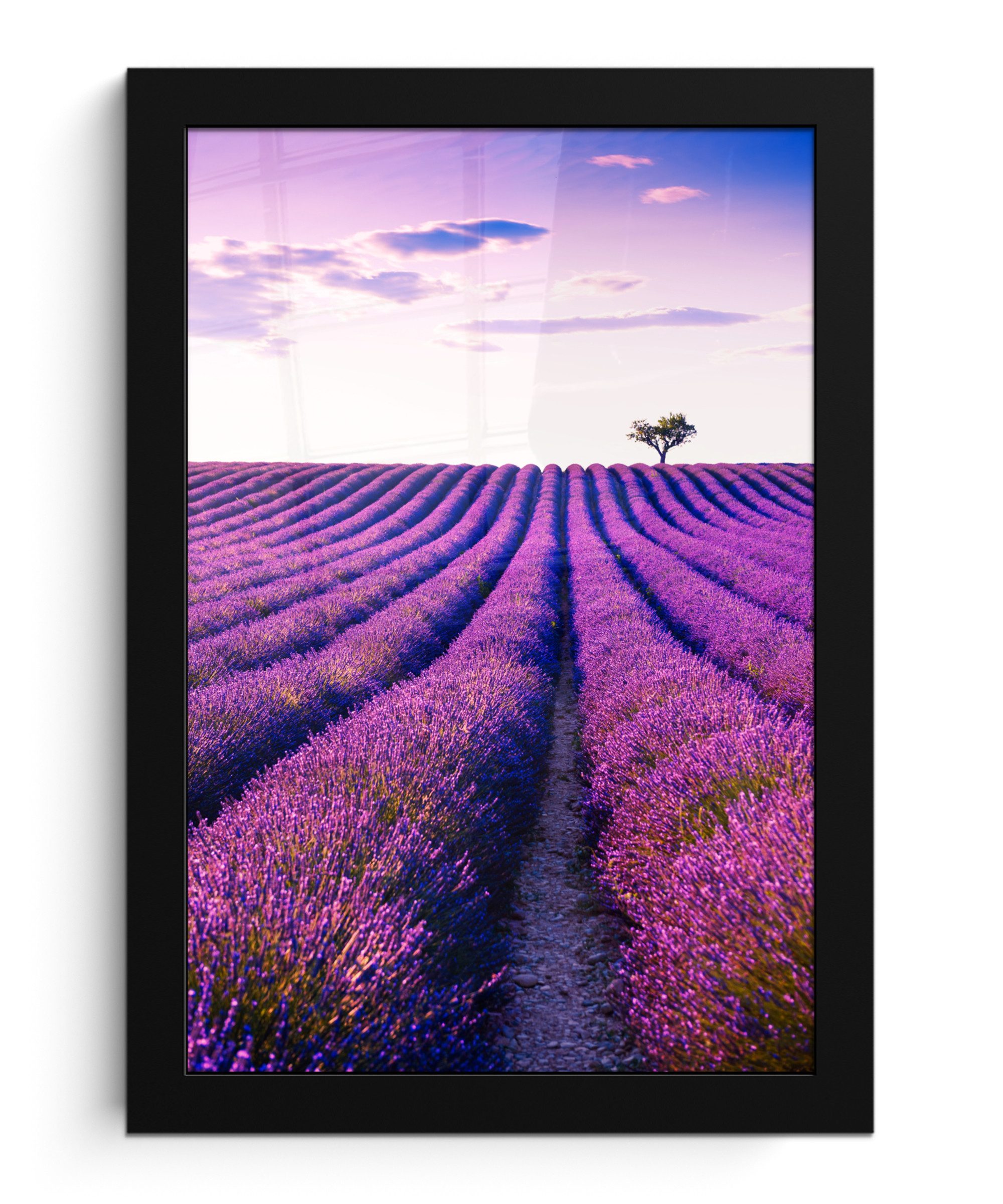 Poster Lavendel - Bäume - Lila - Blumen