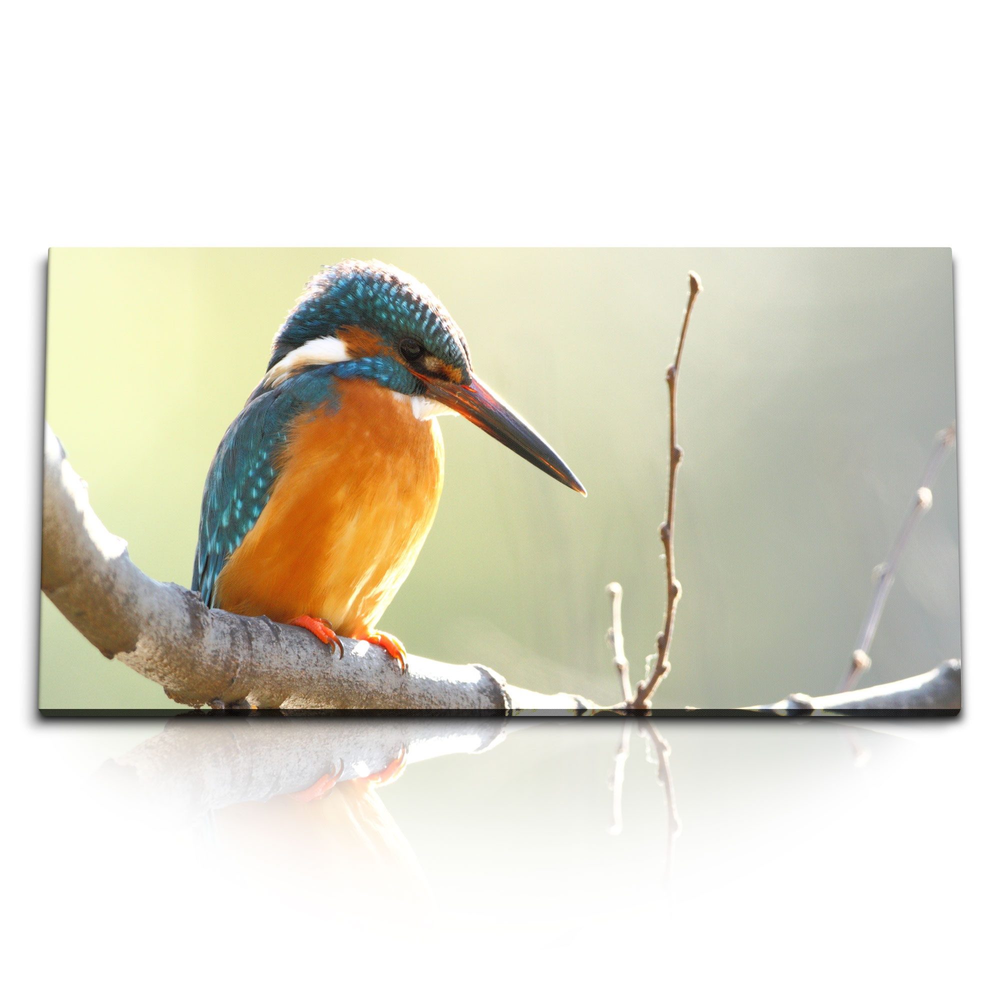 Leinwandbild Kunstdruck Bilder 120x60cm Eisvogel kleiner Vogel Tierfotografie Ast F