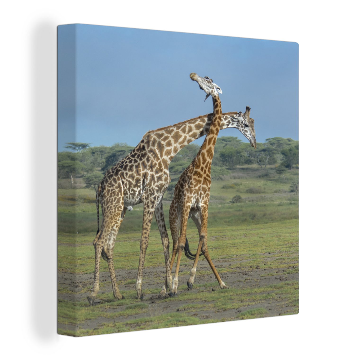 OneMillionCanvasses® Leinwandbild Zwei erwachsene Giraffen unter blauem Himmel, (1 St), Leinwand Bilder für Wohnzimmer Schlafzimmer