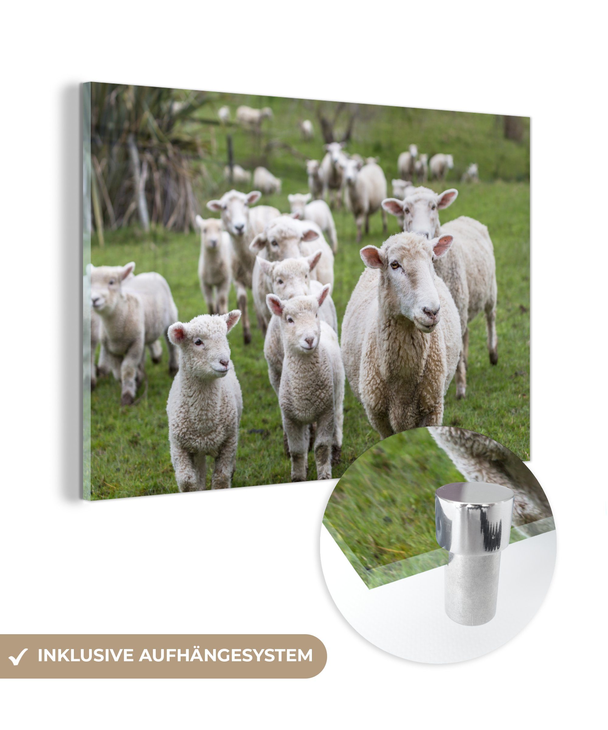 MuchoWow Acrylglasbild Schafe - Gras - Lamm, (1 St), Glasbilder - Bilder auf Glas Wandbild - Foto auf Glas - Wanddekoration