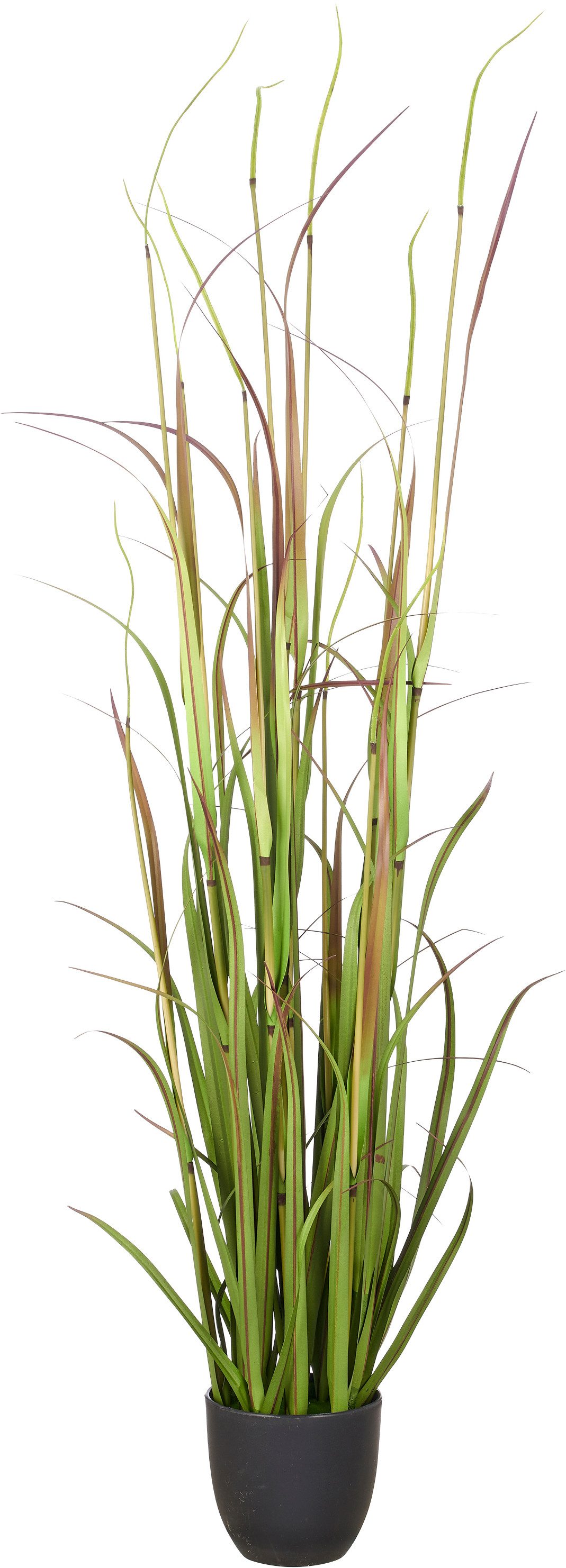 Kunstgras Grasbusch Cortaderia jubata, Creativ green, Höhe 120 cm, in toller Größe