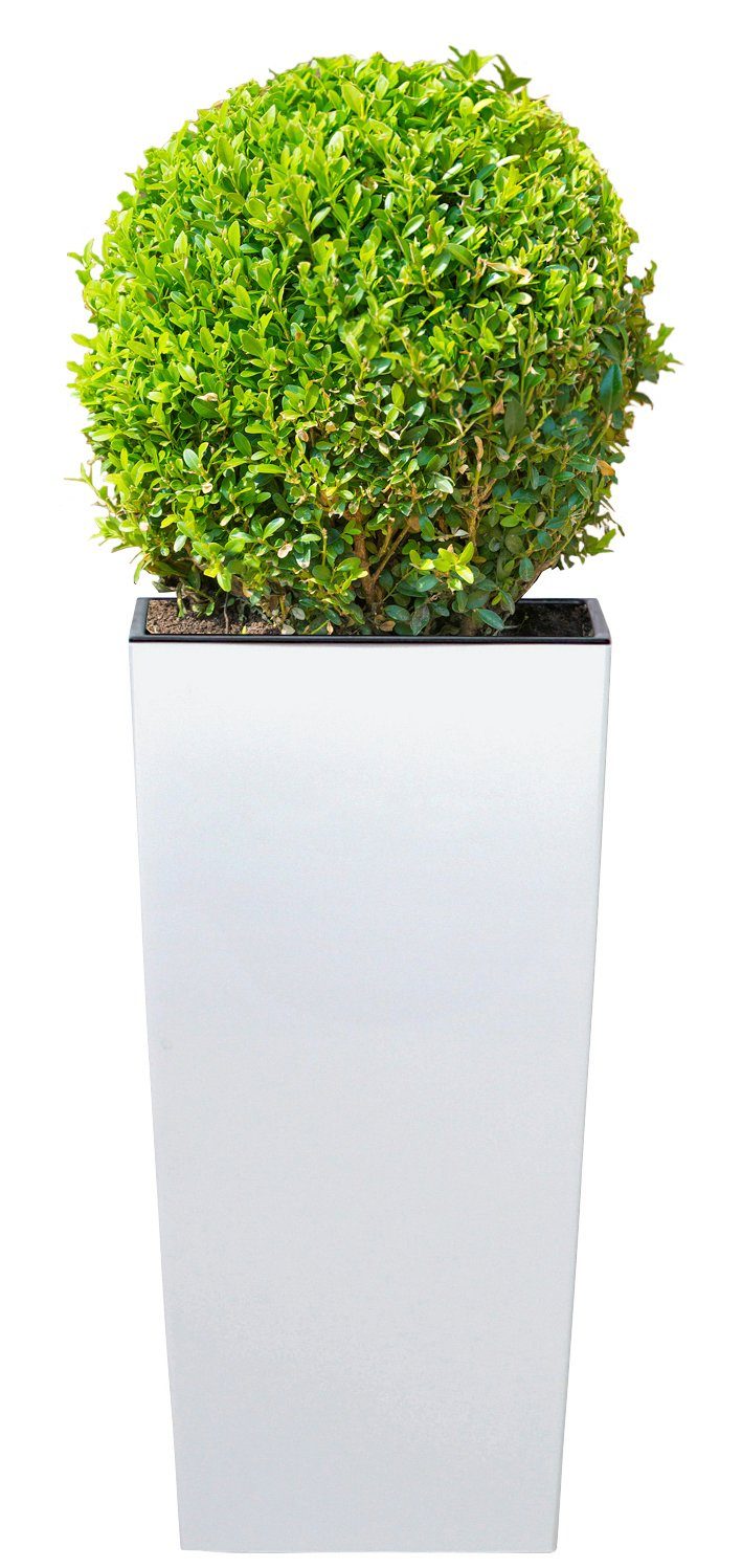 cm Blumentopf Prosperplast Urbi 33x33x61 325, BxTxH: Square