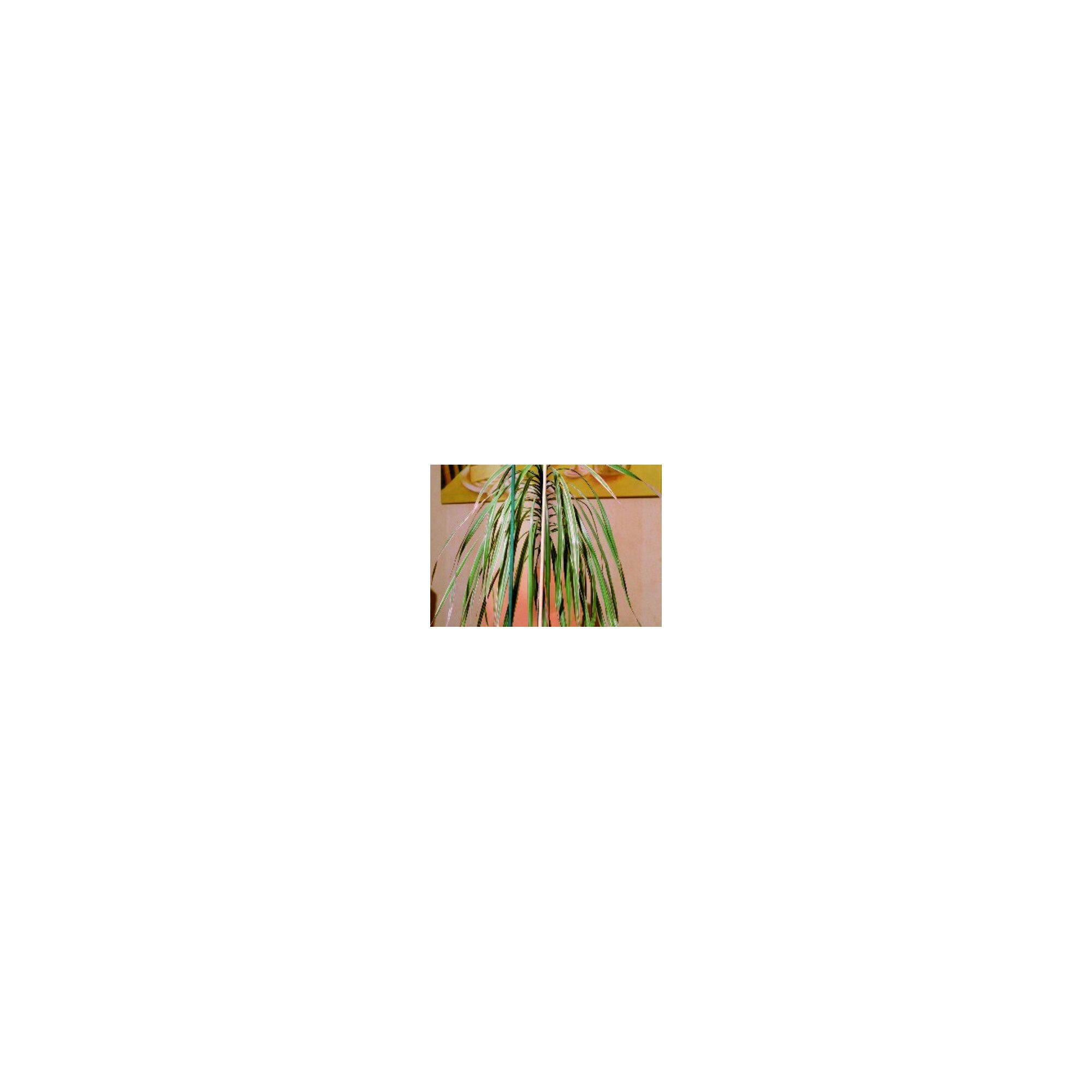 Floraworld floraworld Splittstab natur, Durchmesser 4-4,5mm 50cm 10er Bund