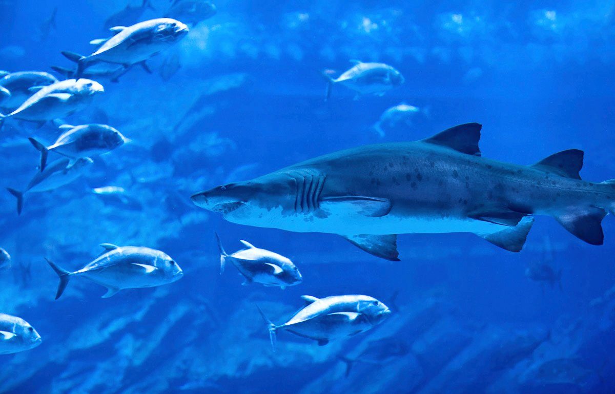 Fototapete Papermoon mit Hai Fischen