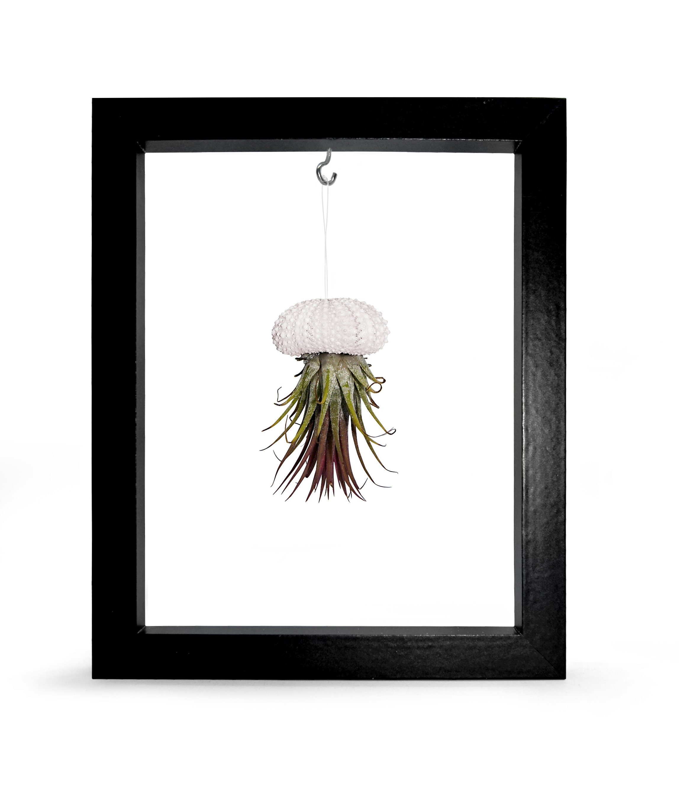 meinvipshop Wanddekoobjekt Kombination aus Seeigelgehäuse weiß mit Tillandsie in Rahmen schwarz, handgefertigt, Dekoration, Wohnzimmer, Gartendeko, Balkondekoration