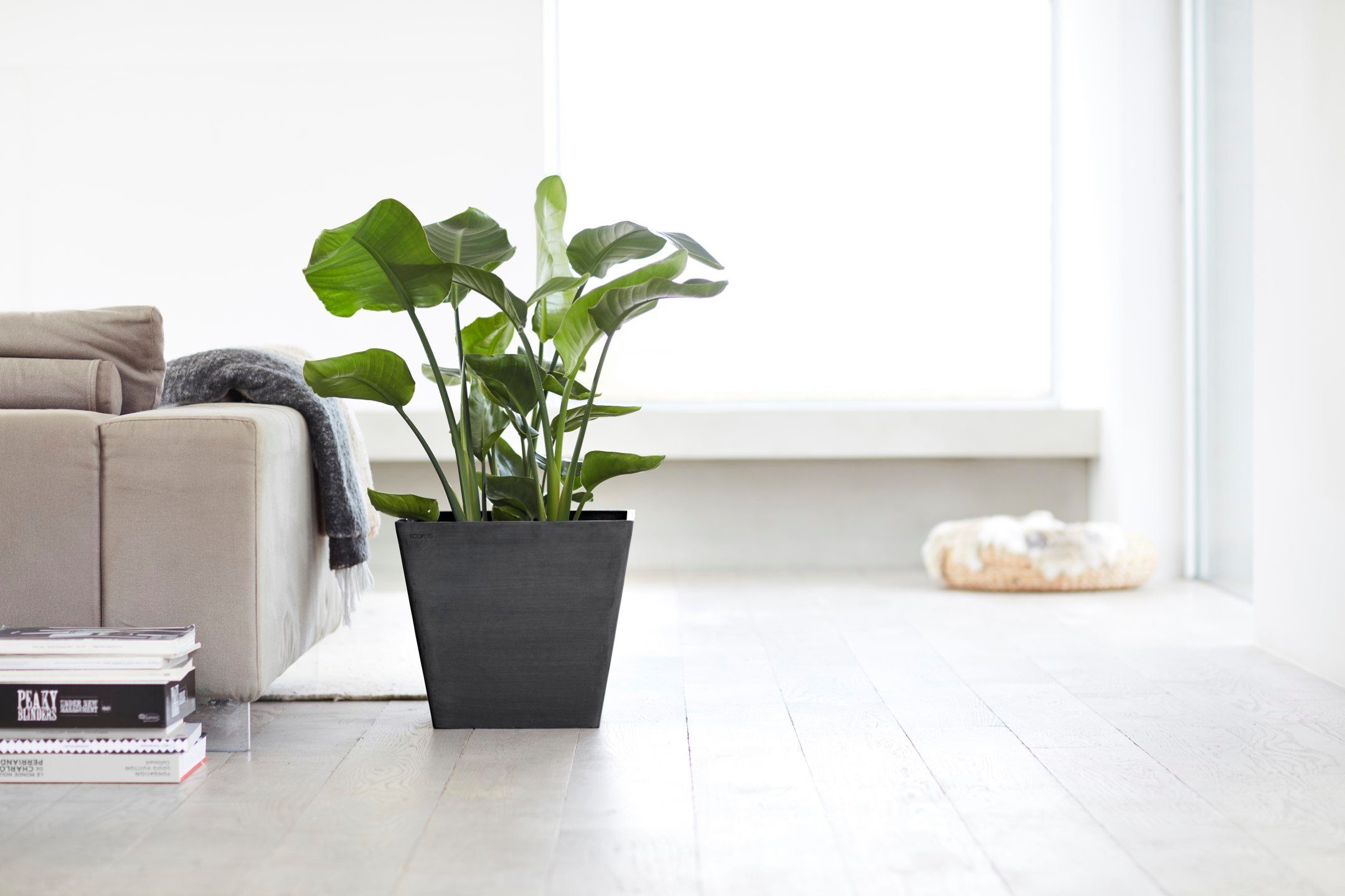 ECOPOTS Dark ROTTERDAM Blumentopf cm Grey, 40x40x35 BxTxH: