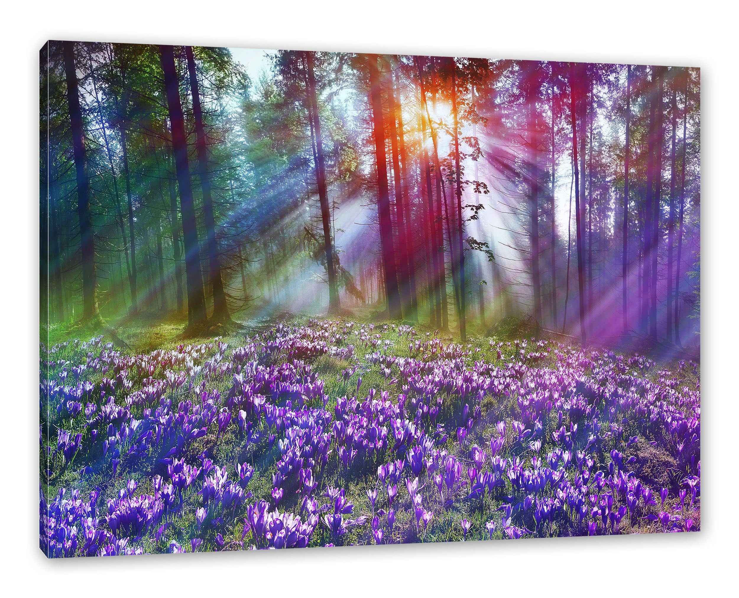Pixxprint Leinwandbild Krokusse im Wald, Krokusse im Wald (1 St), Leinwandbild fertig bespannt, inkl. Zackenaufhänger